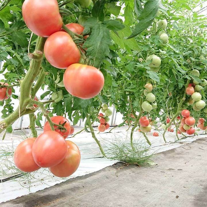 大玉トマト　夢農園　３kg　夏限定価格　さとう