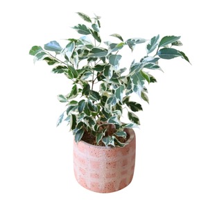 ベンジャミン（40cm）