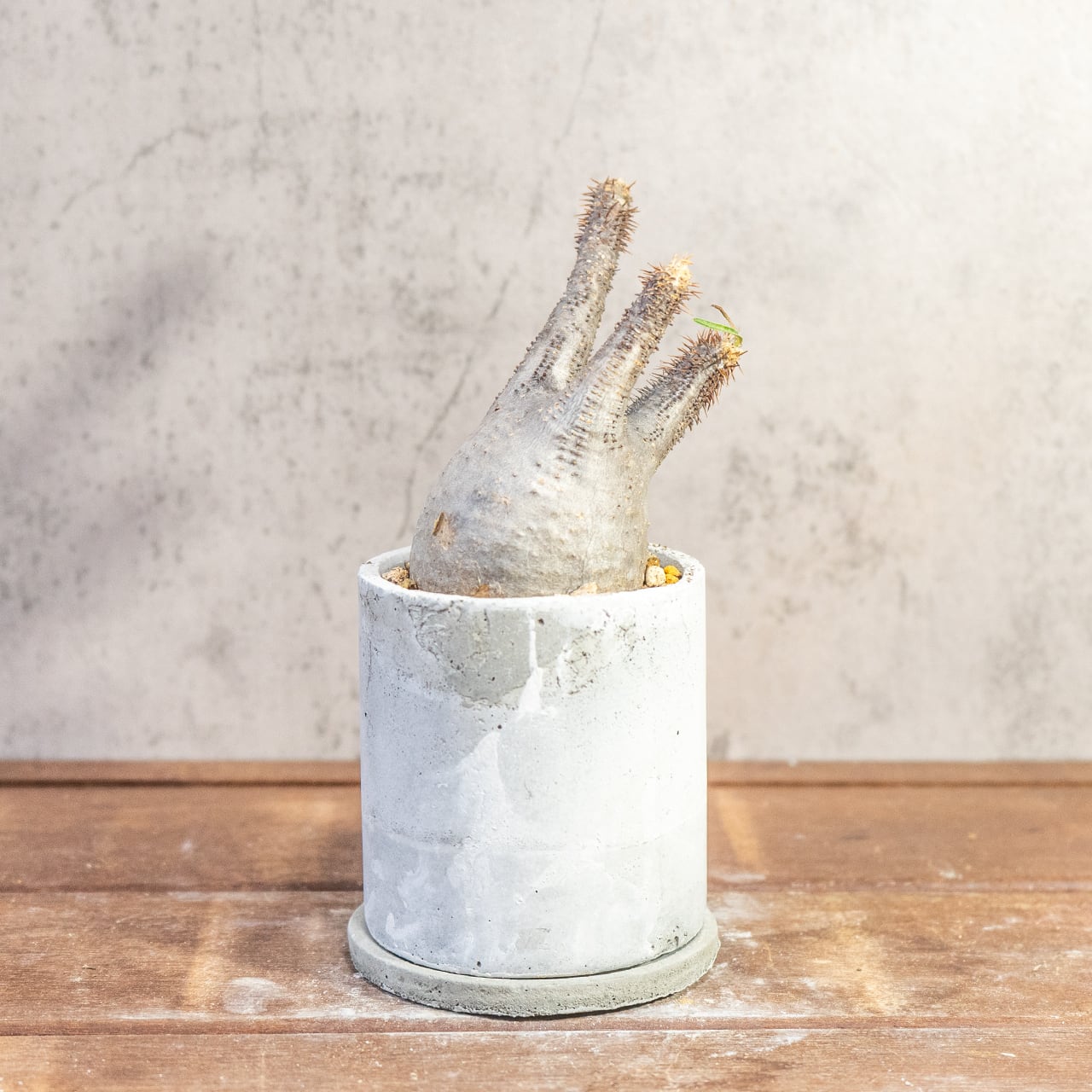 乾きやすい用土で健康に育てるパキポディウム・グラキリス。胴回り20cmのミニサイズを、質感豊かな手作りモルタル鉢と共に|虫発生抑制