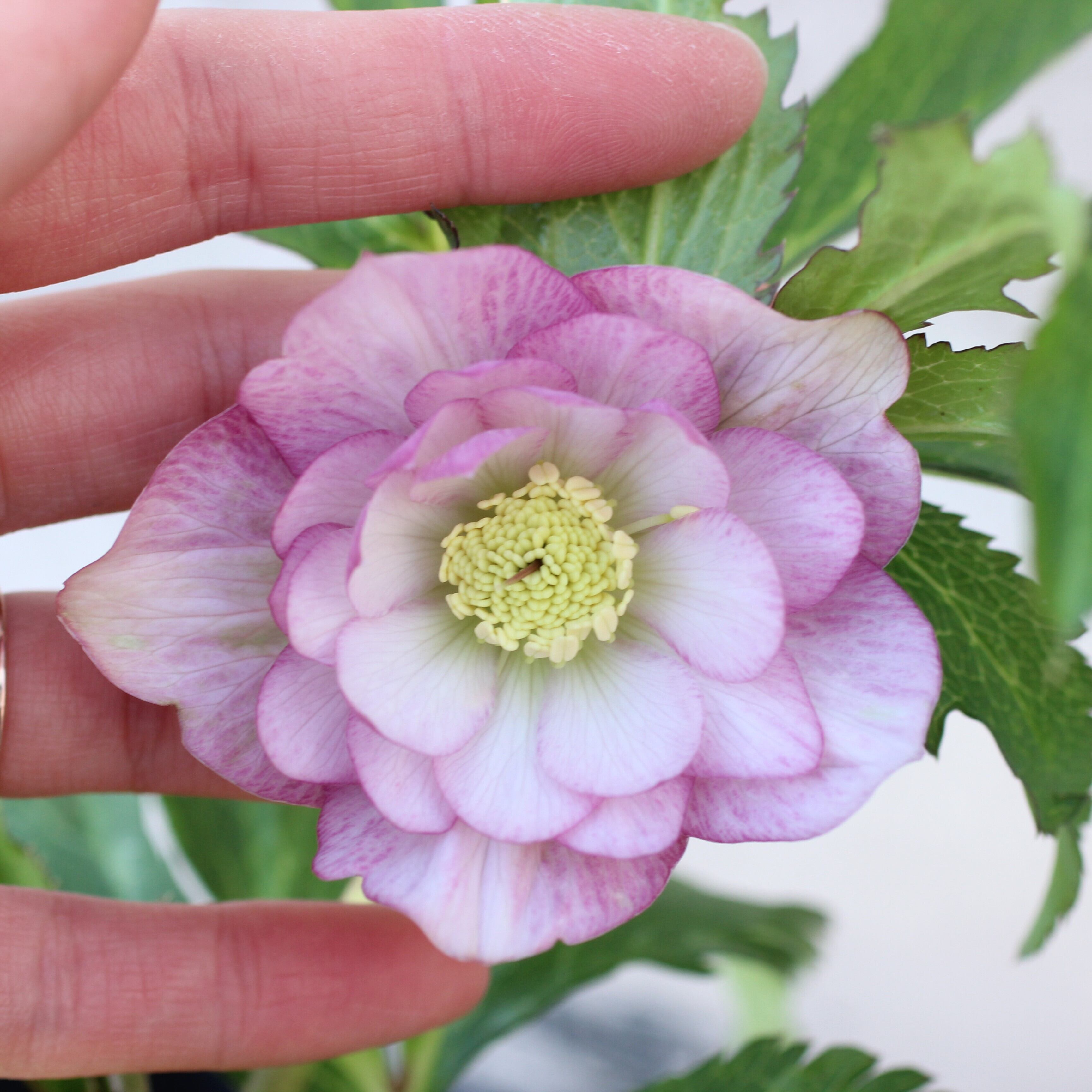 WS26-022 クリスマスローズ ウィンターシンフォニー 春色ピンクダブル