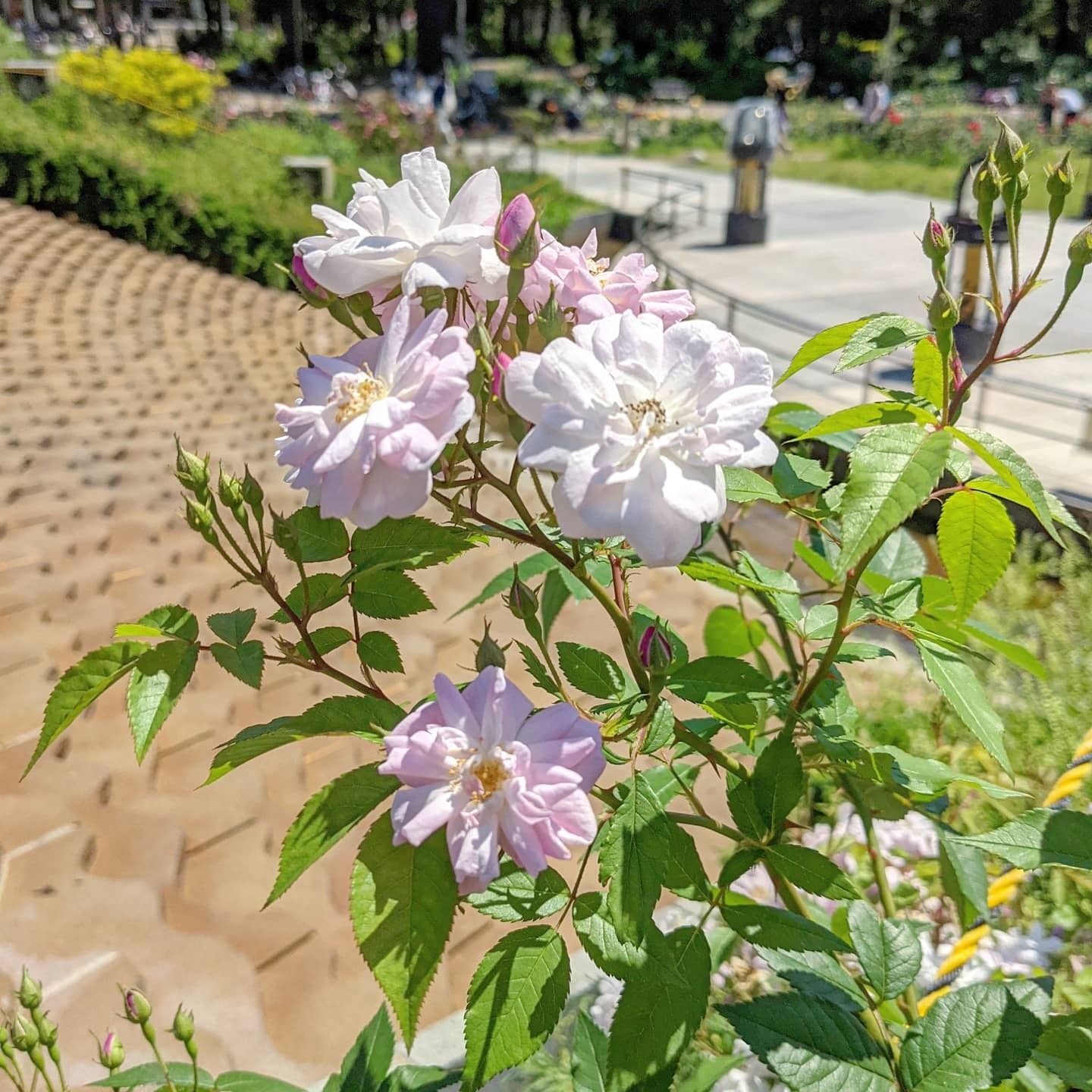 ブラッシュ ノワゼット | 天空のバラ園(無農薬バラ苗・花苗