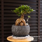 運気UP ガジュマルの木 ７号 陶器鉢 ピック付 観葉植物 ガジュマル 多幸の木 N