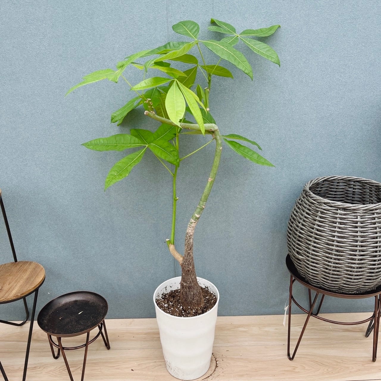 ［現品］72番　マドカズラ　ミント　斑入り　7号　観葉植物　室内　かわいい　レア 現品］19番 マドカズラ ミント 斑入り 7号 観葉植物 室内 かわいい