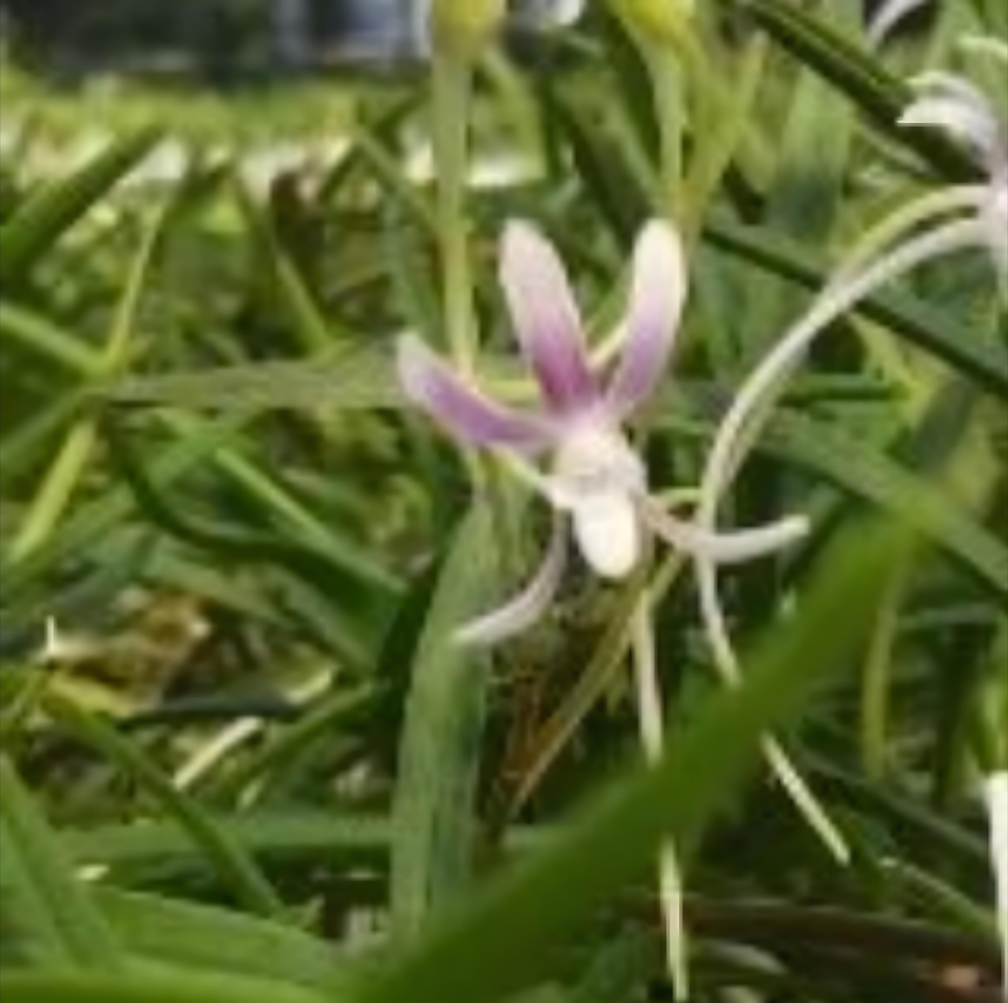 抜き苗♥️ココアミルク✨✨ COCORO