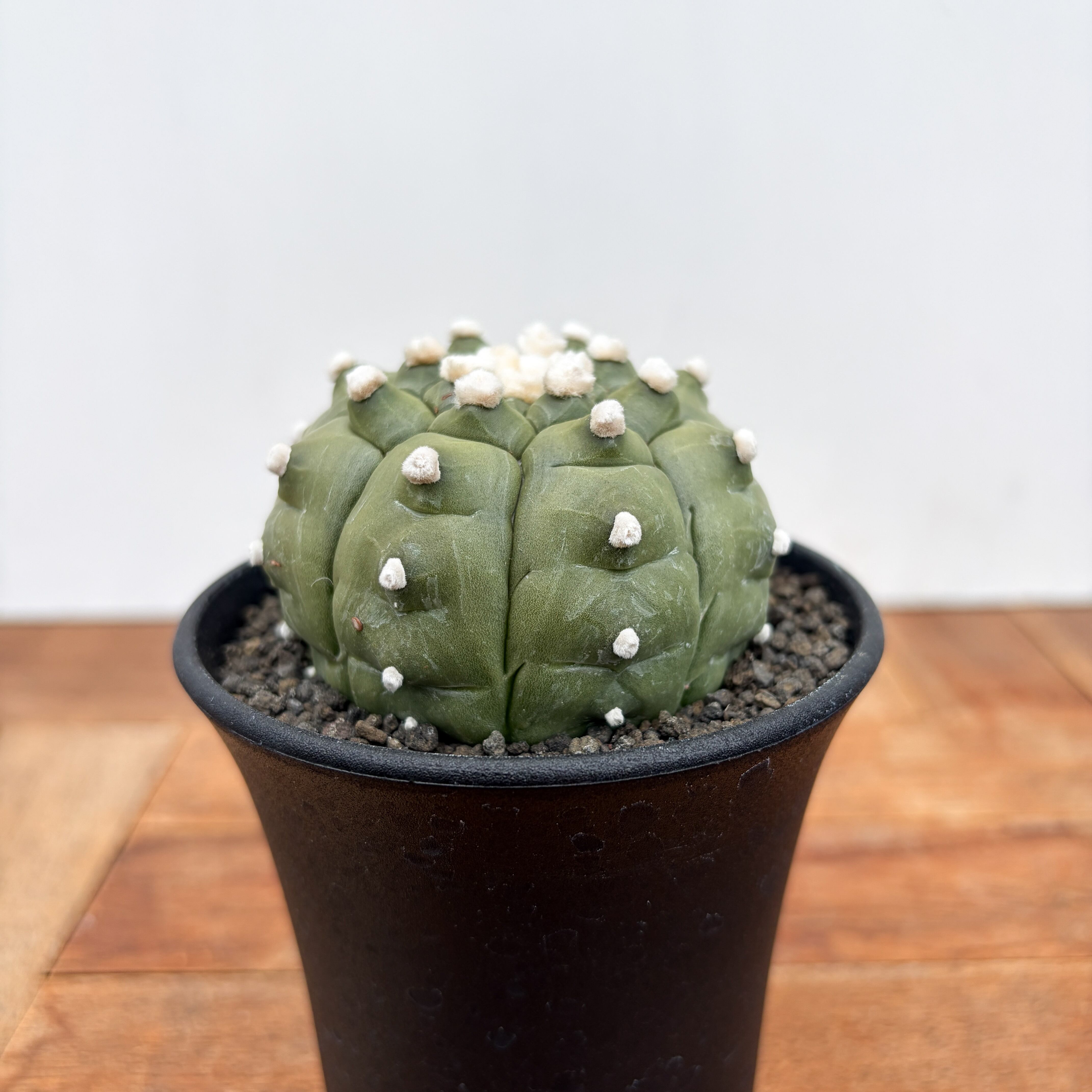 Astrophytum【アストロフィツム・亀甲ストロンギロゴナム】 | RIMO'S