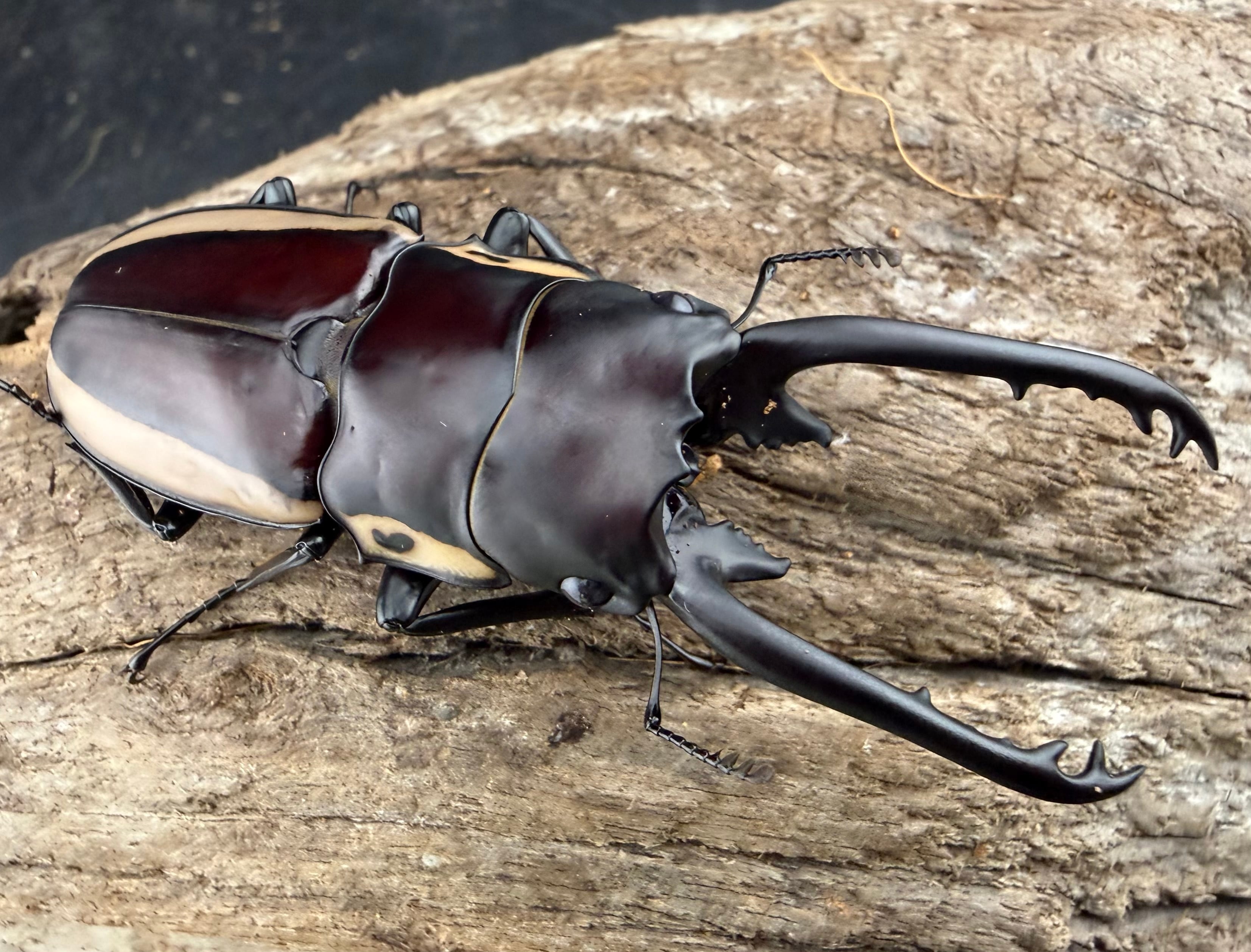 歳末SALEのお買い得商品 | KPW公式オンラインショップ