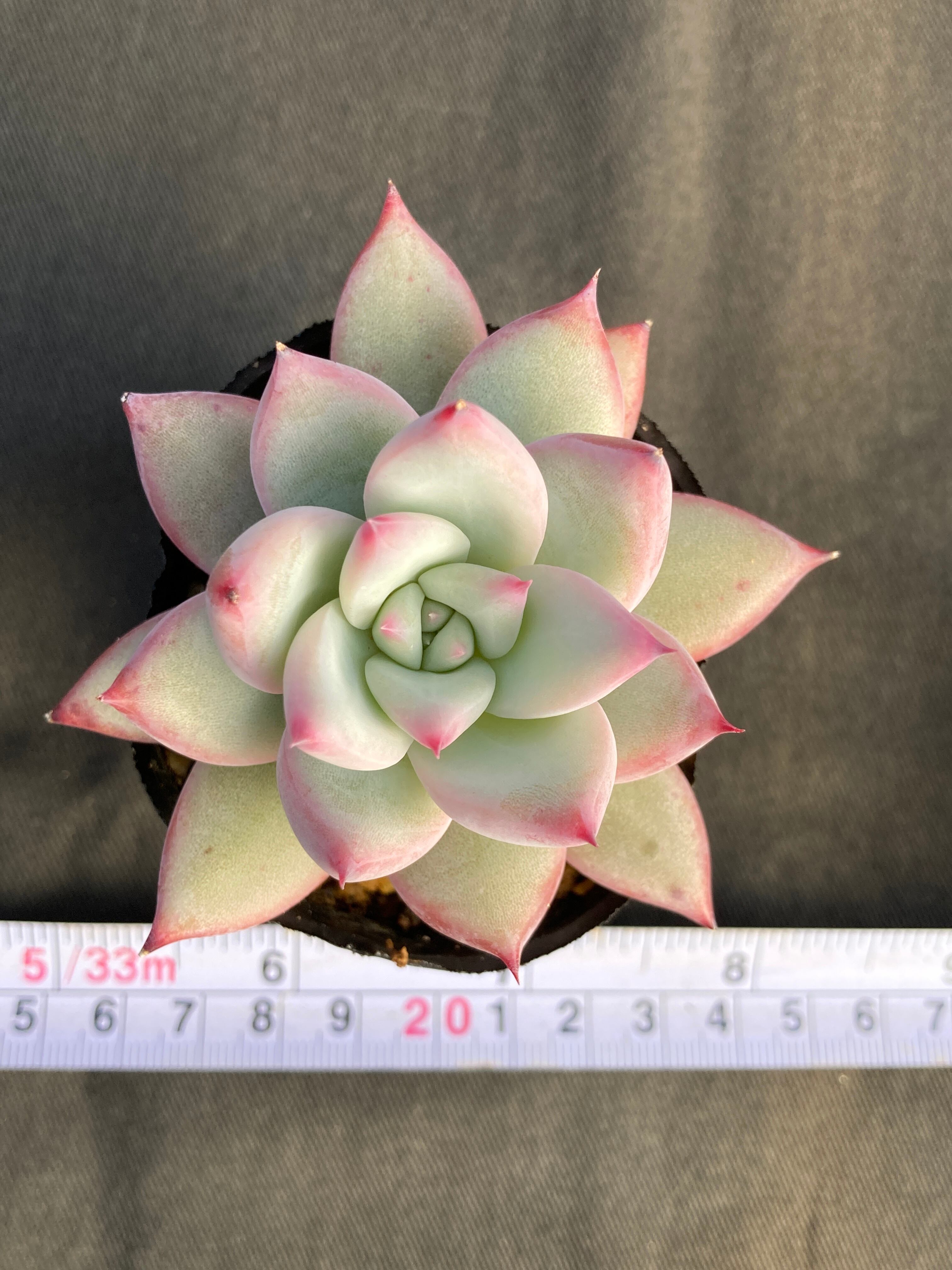 2】メキシコ産原種コロラータ直輸入Echeveria 実生苗 【24