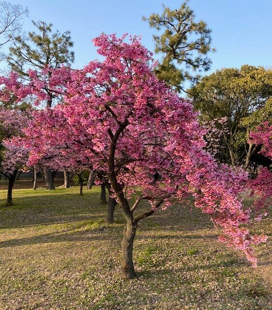 寒緋桜(かんひざくら)-3725】ボールペン | 匠衆・朱椿粋