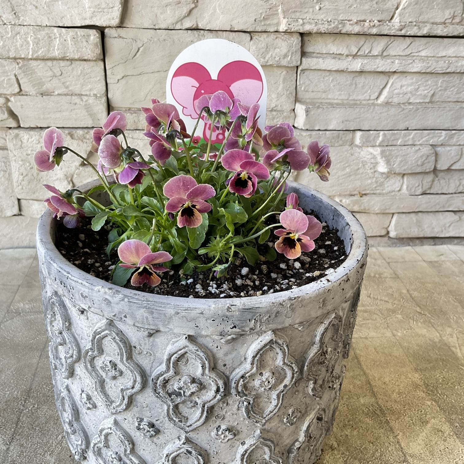 ビオラ ディープピンクコアラ 陶器鉢植え | 橋本種苗園