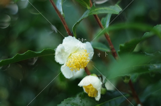 011 茶の花