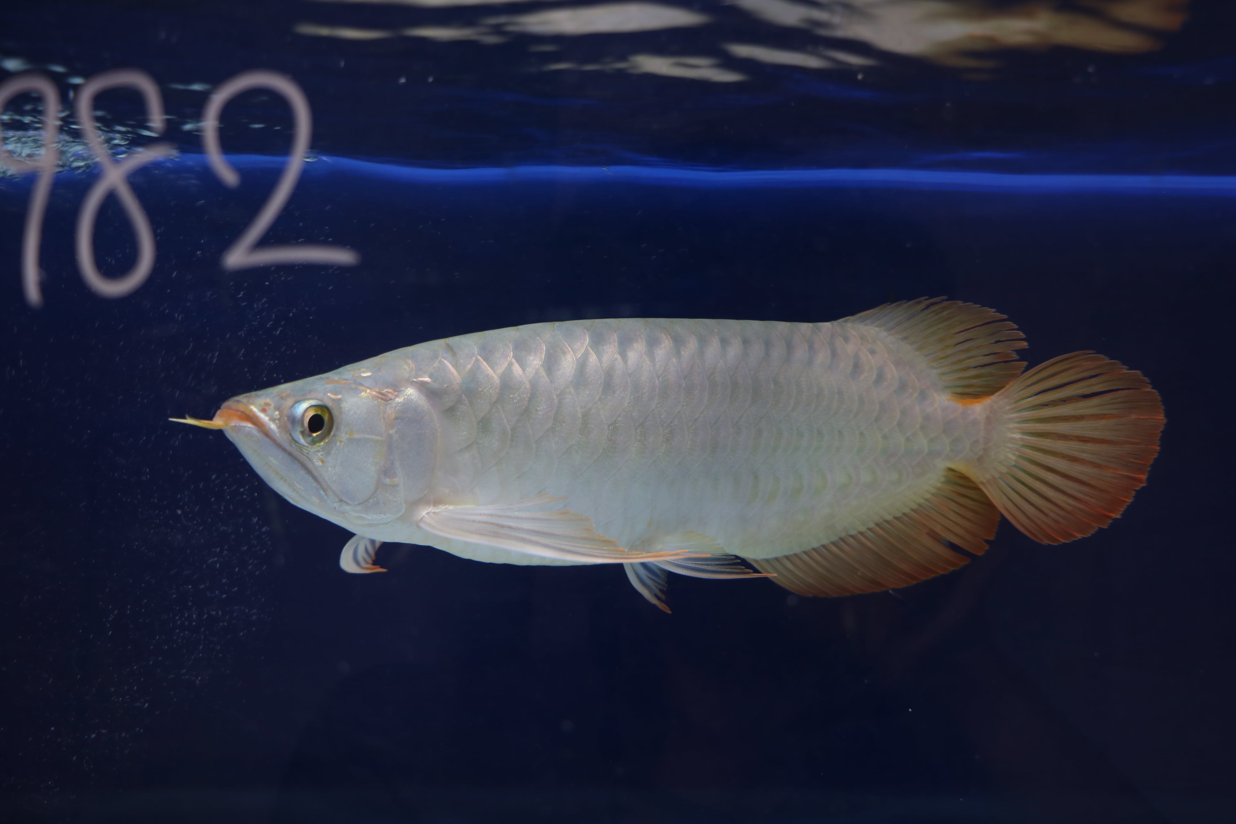 200,001円〜 | アロワナ等の大型魚・熱帯魚のオンライン販売店