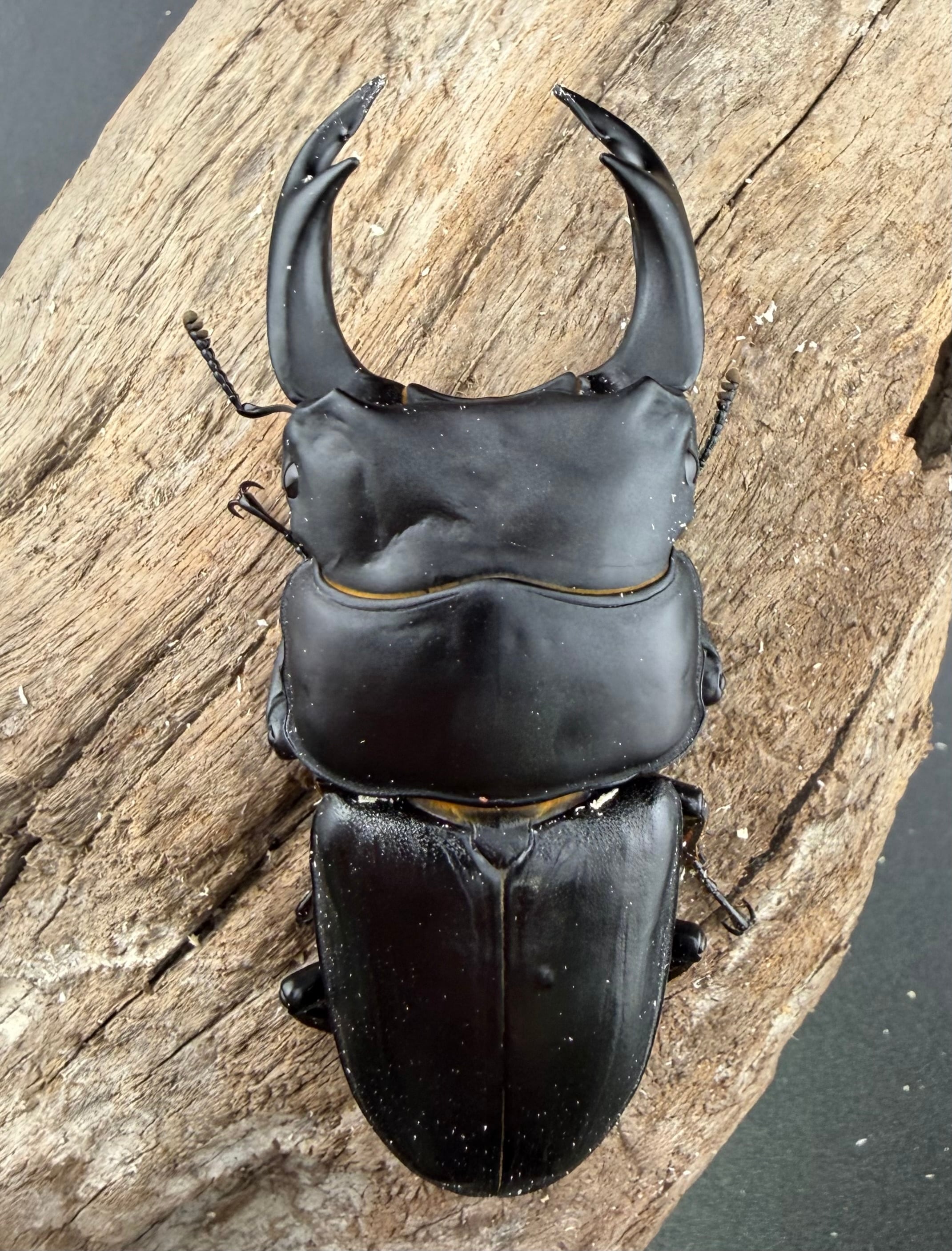 オオクワガタ89.5mm 能勢産 YG血統 昆虫標本用として 国産オオクワガタ