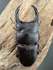 《オオクワガタ 能勢YG血統 80.5mm ペア》