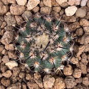 【Copiapoa】サボテン　イスラヤsp実生【783】