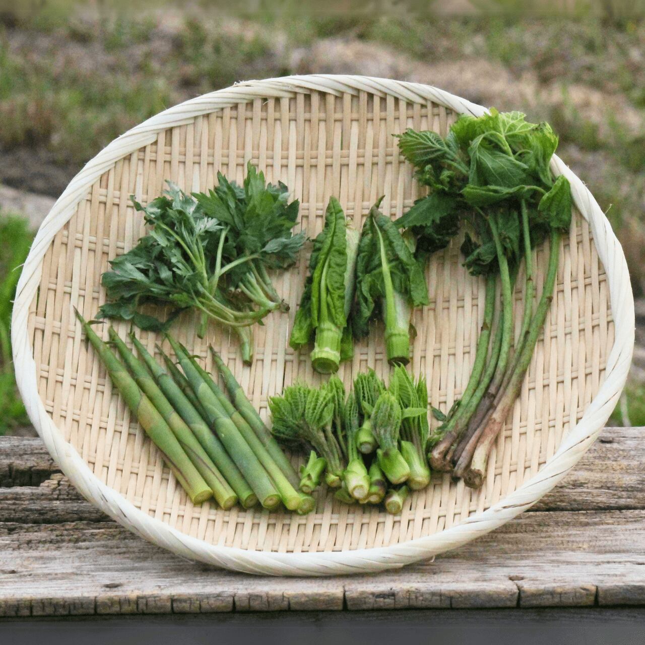山菜 ミズの実 ミズのコブ 新潟県産 採れたて新鮮発送 【公式通販】