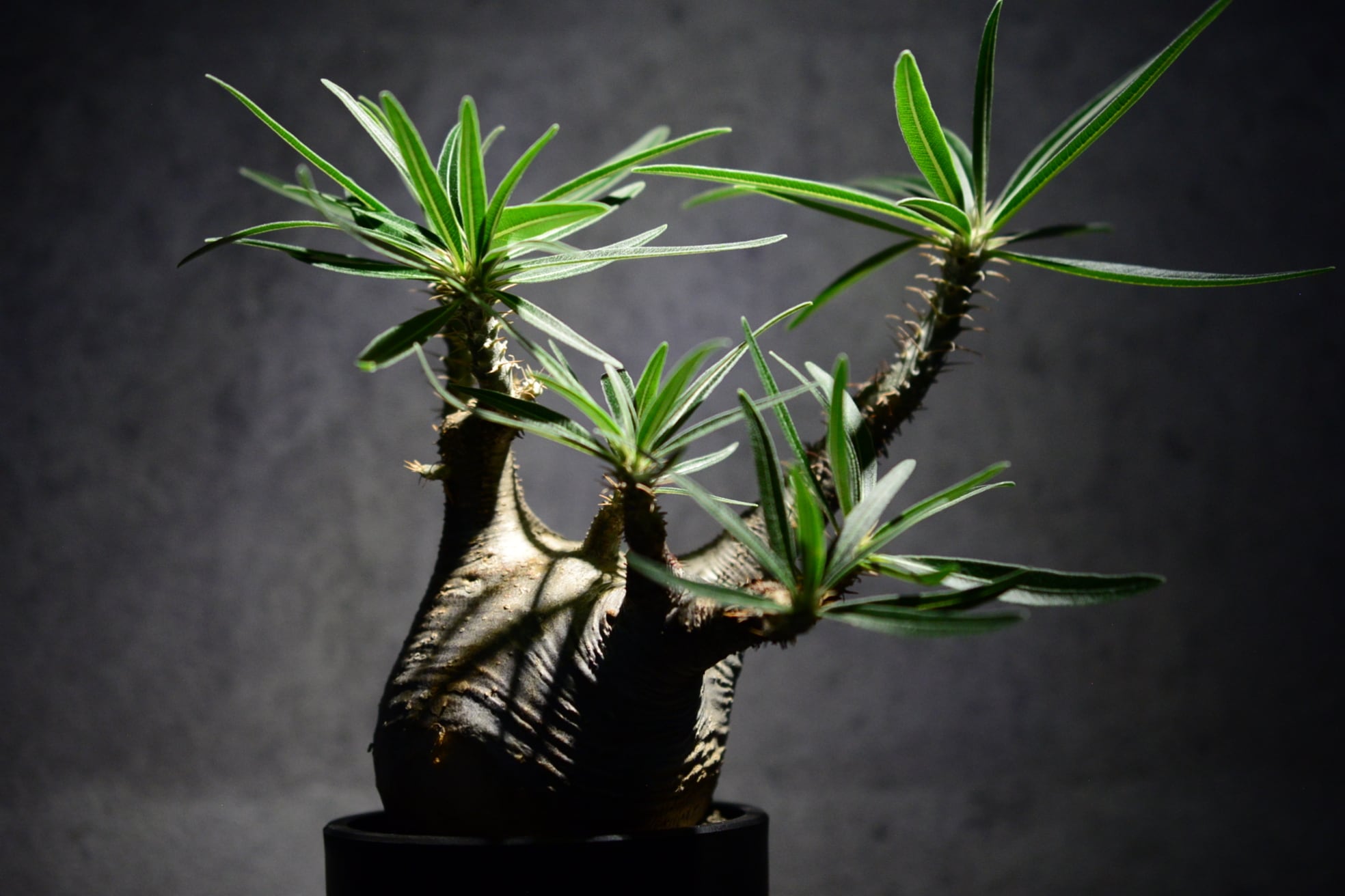 パキポディウム グラキリス 現地球〈象牙宮〉 | N collect plants