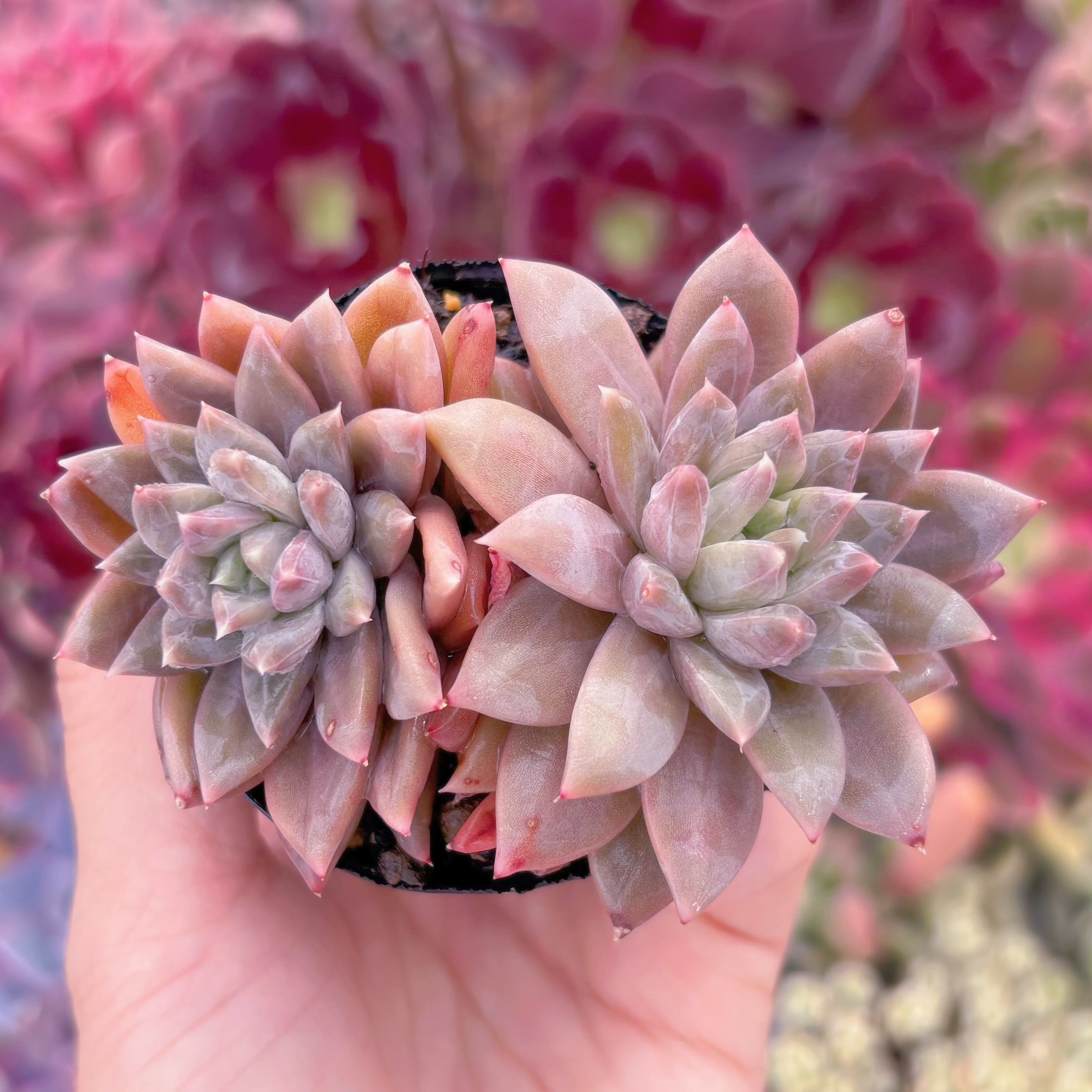 現品　スターバレー#552　るる農園