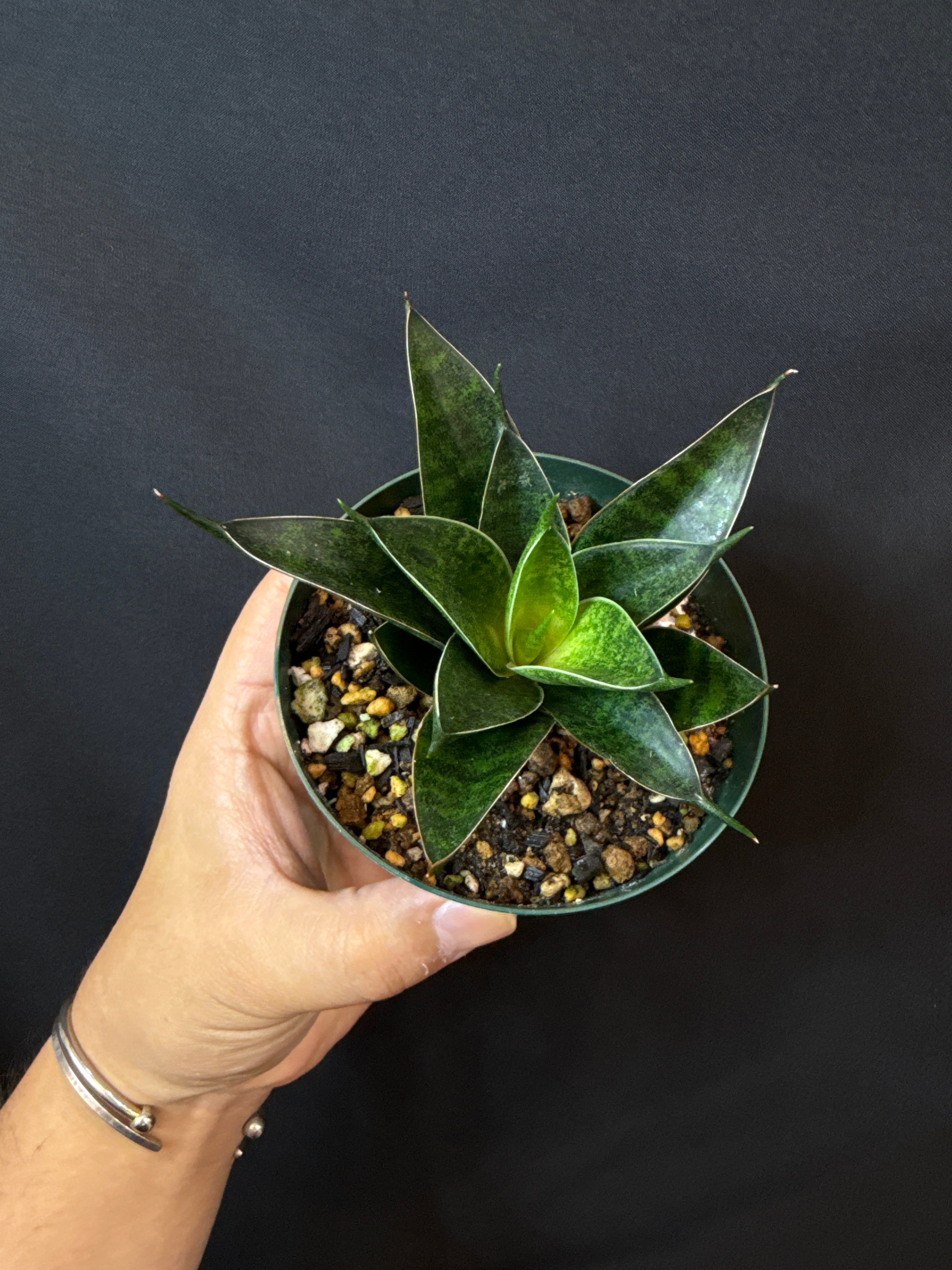 多肉植物 | Gardenえん 【観葉熱帯植物】