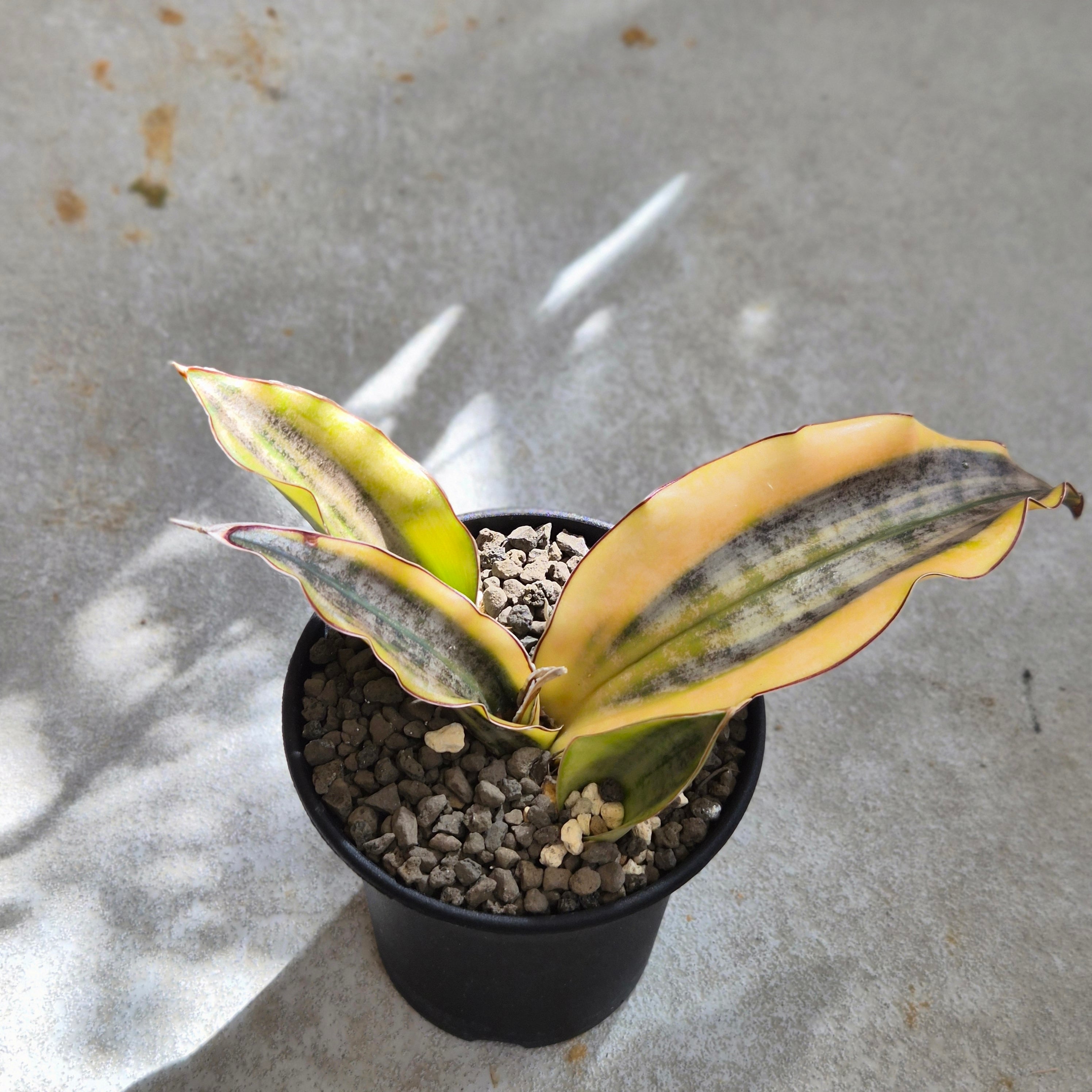 Sansevieria pfeisteri サンスベリア・プフィステリー(M) | Plants Baka