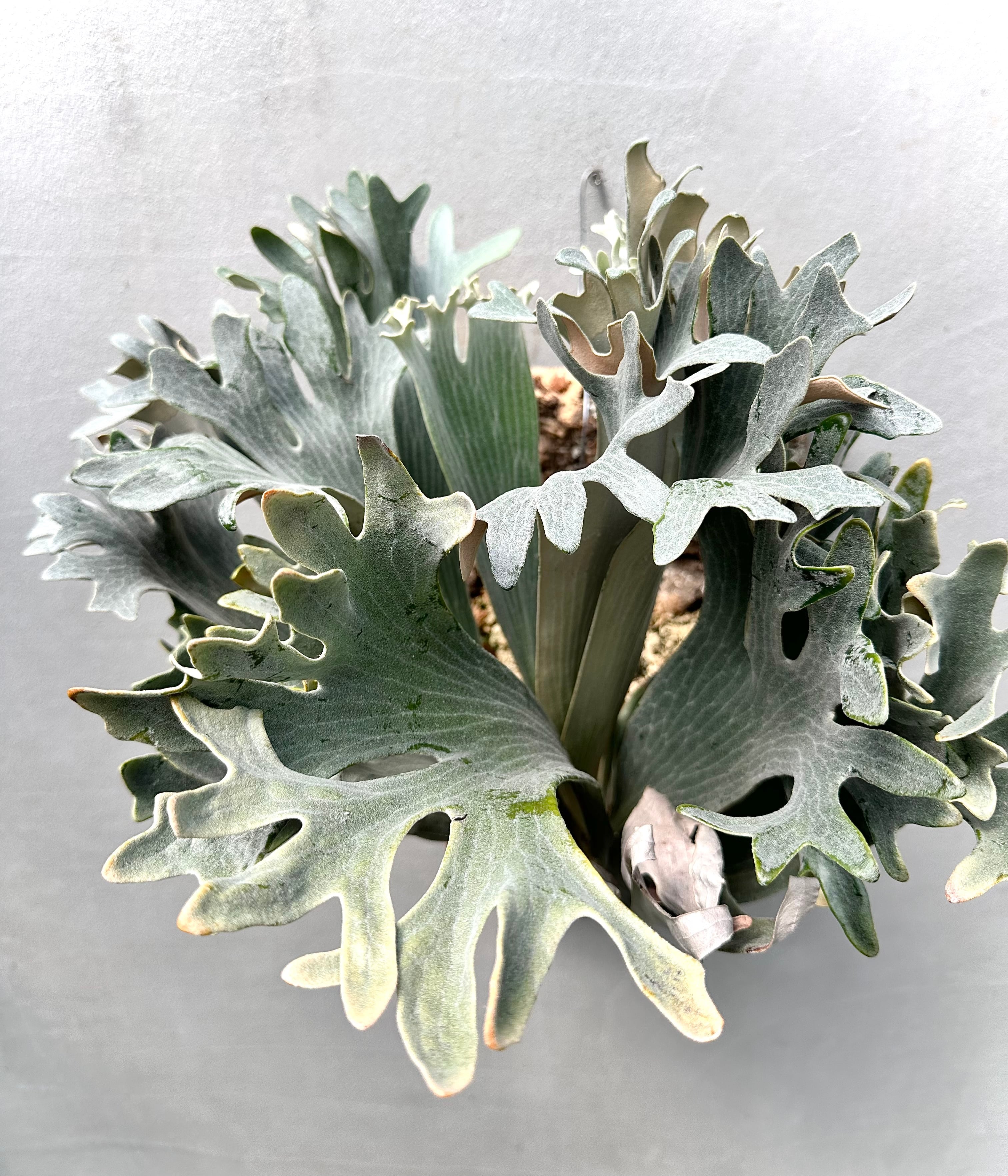a) P. hillii dwarf ビカクシダ ヒリー ドワーフ | vandaka plants