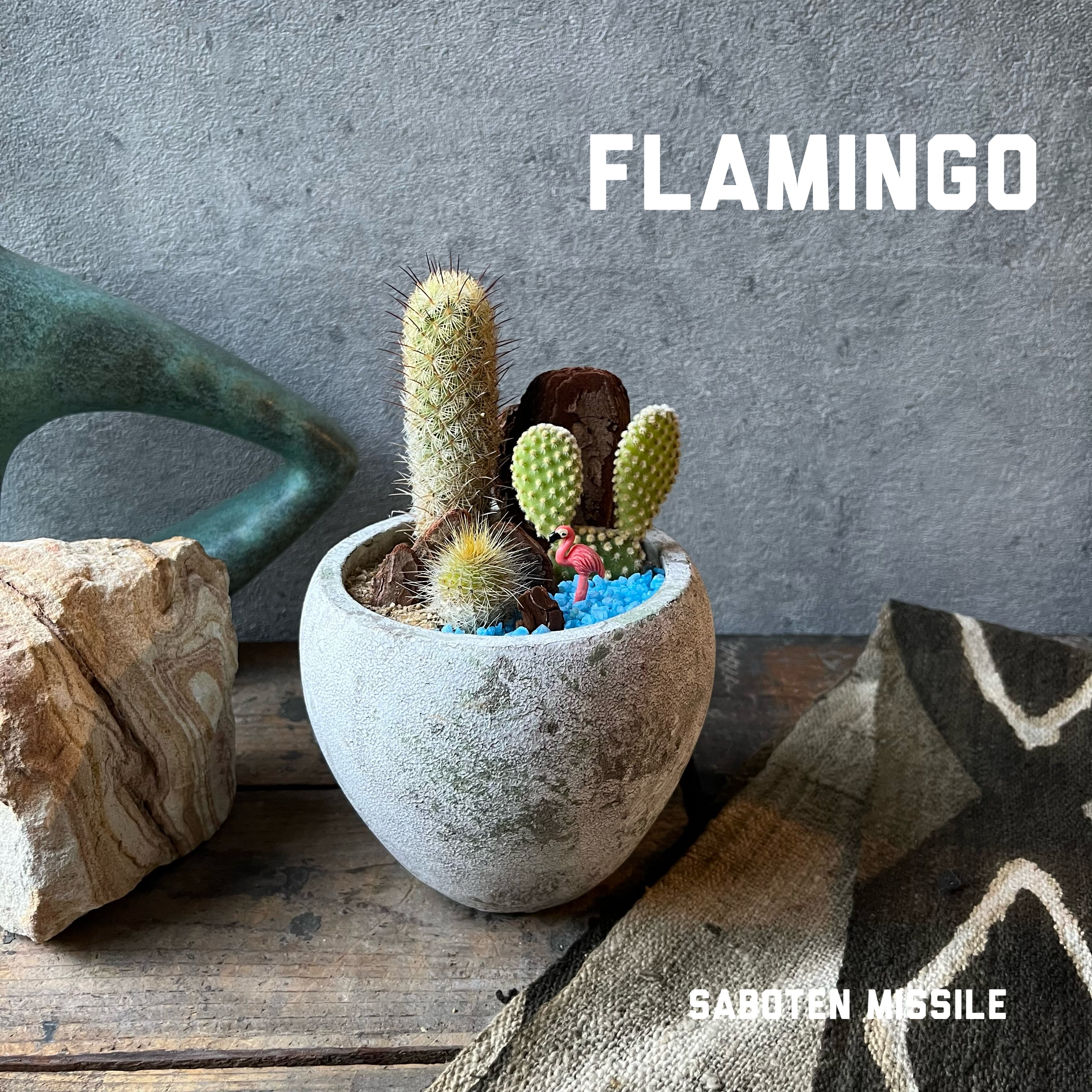 サボテン kota7ka サボテン kota7ka サボテン kota7ka アストロフィツ