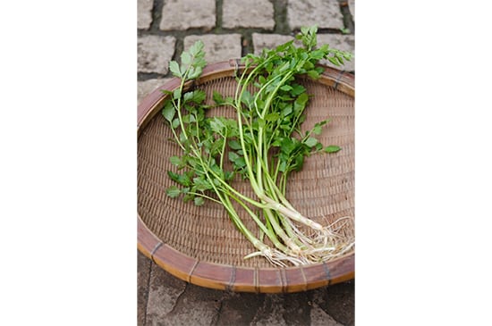 【セリ鍋】天然セリ・100g(3/27発送開始)