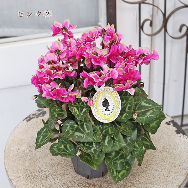鉢花 シクラメン スクリュースター グリーンティアラ 3号 八重咲き