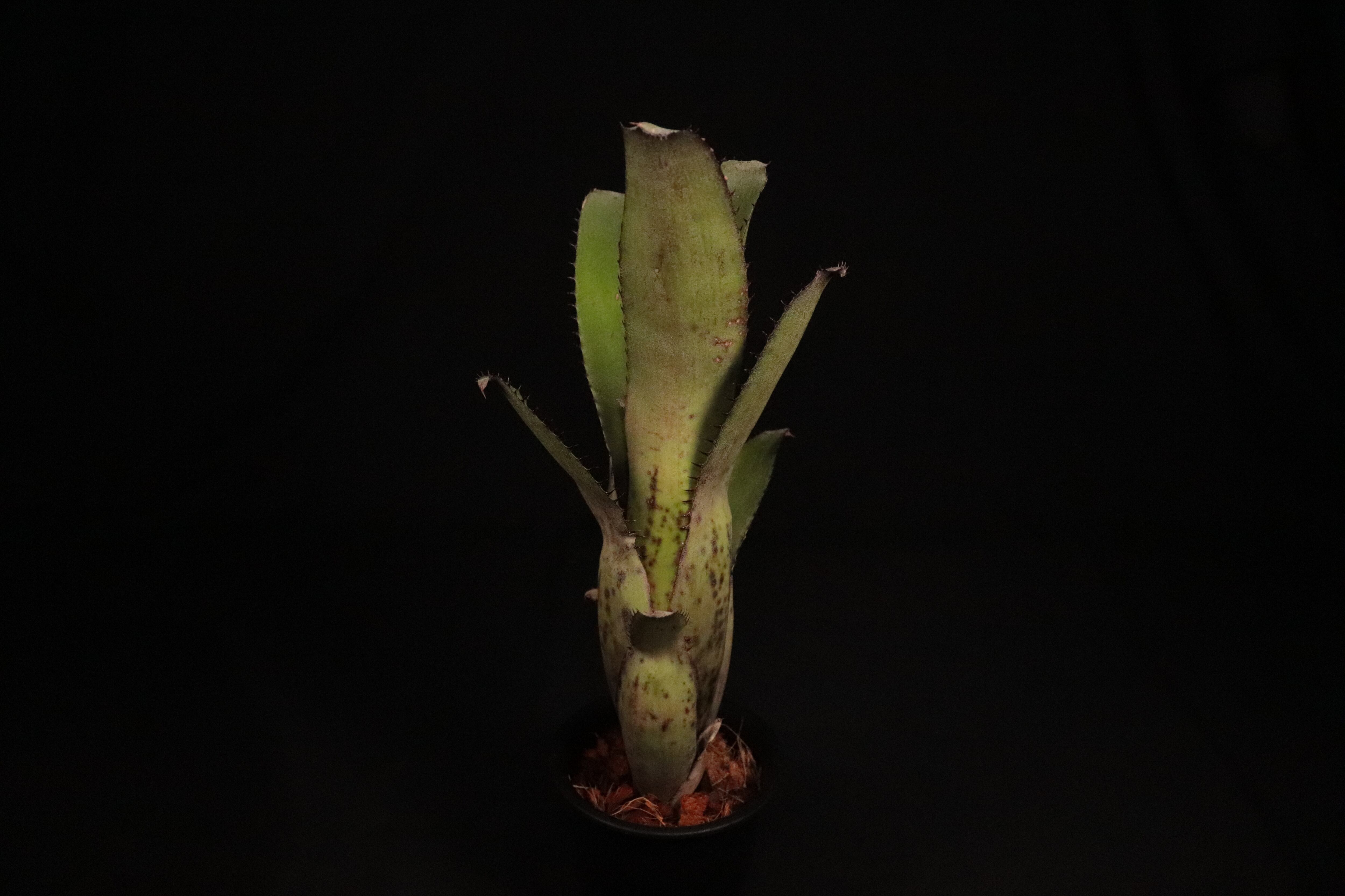 送料無料】Aechmea 'Jack'〔エクメア〕現品発送A0061 | plane plants