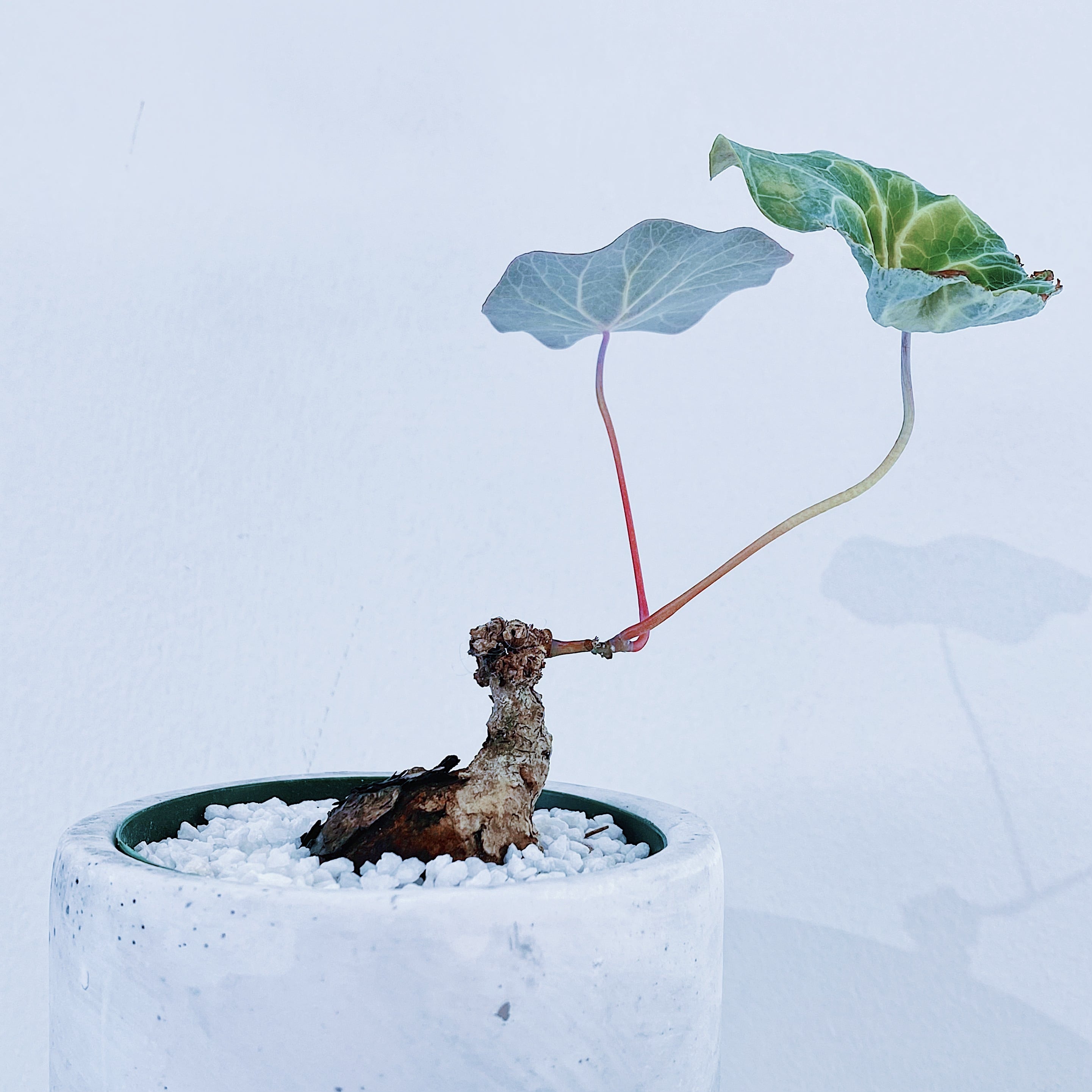 輸入発根2年目】Stephania nova kaweesakii sp ステファニア ノヴァ 検