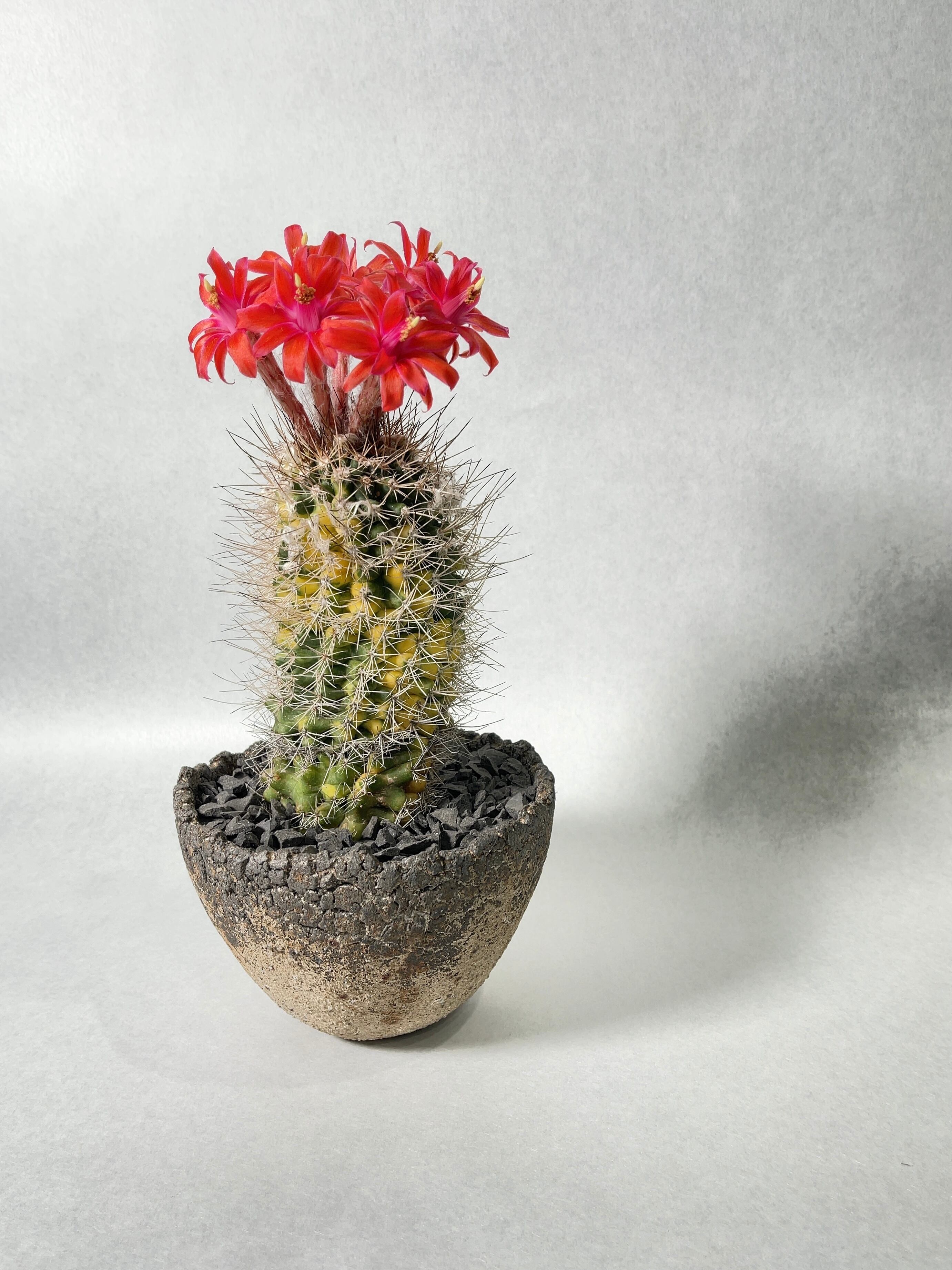 エリオシケ 錦　実生　サボテン エリオシケ 錦 実生 サボテン