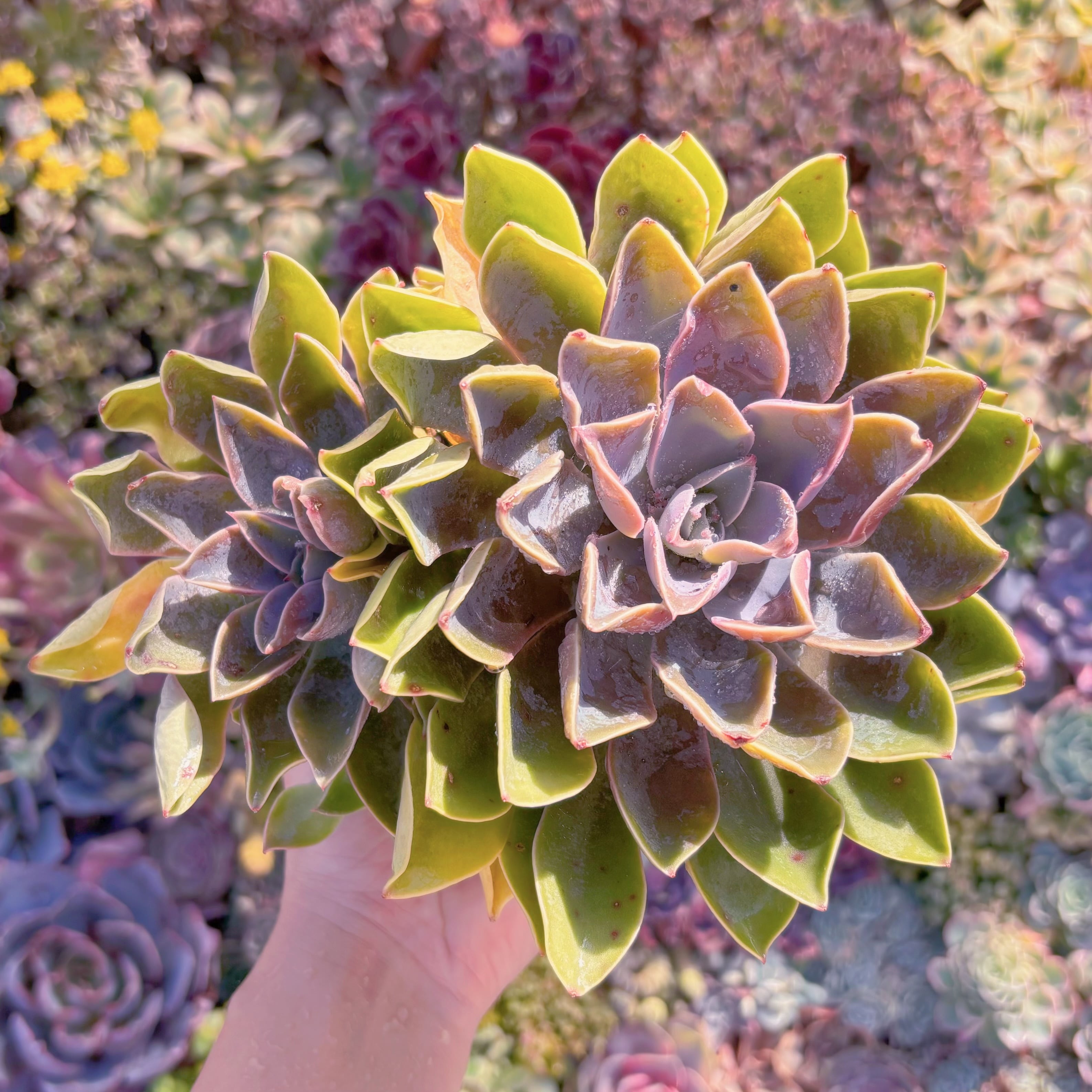 現品　Echeveria Jones#A049　群生　新入荷　るる農園
