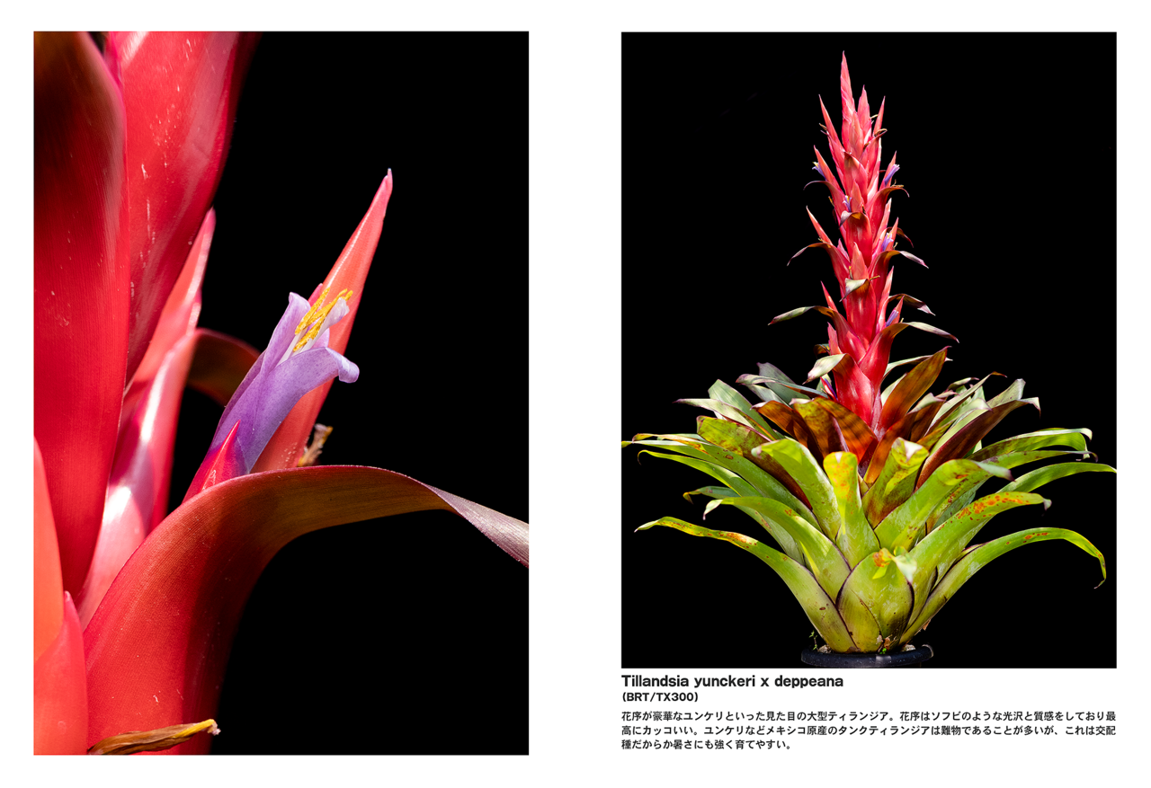 PINEAPPLES -BROMELIAD FLOWER PHOTO BOOK- Vol.5 - 4