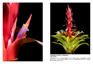 PINEAPPLES -BROMELIAD FLOWER PHOTO BOOK- Vol.5
