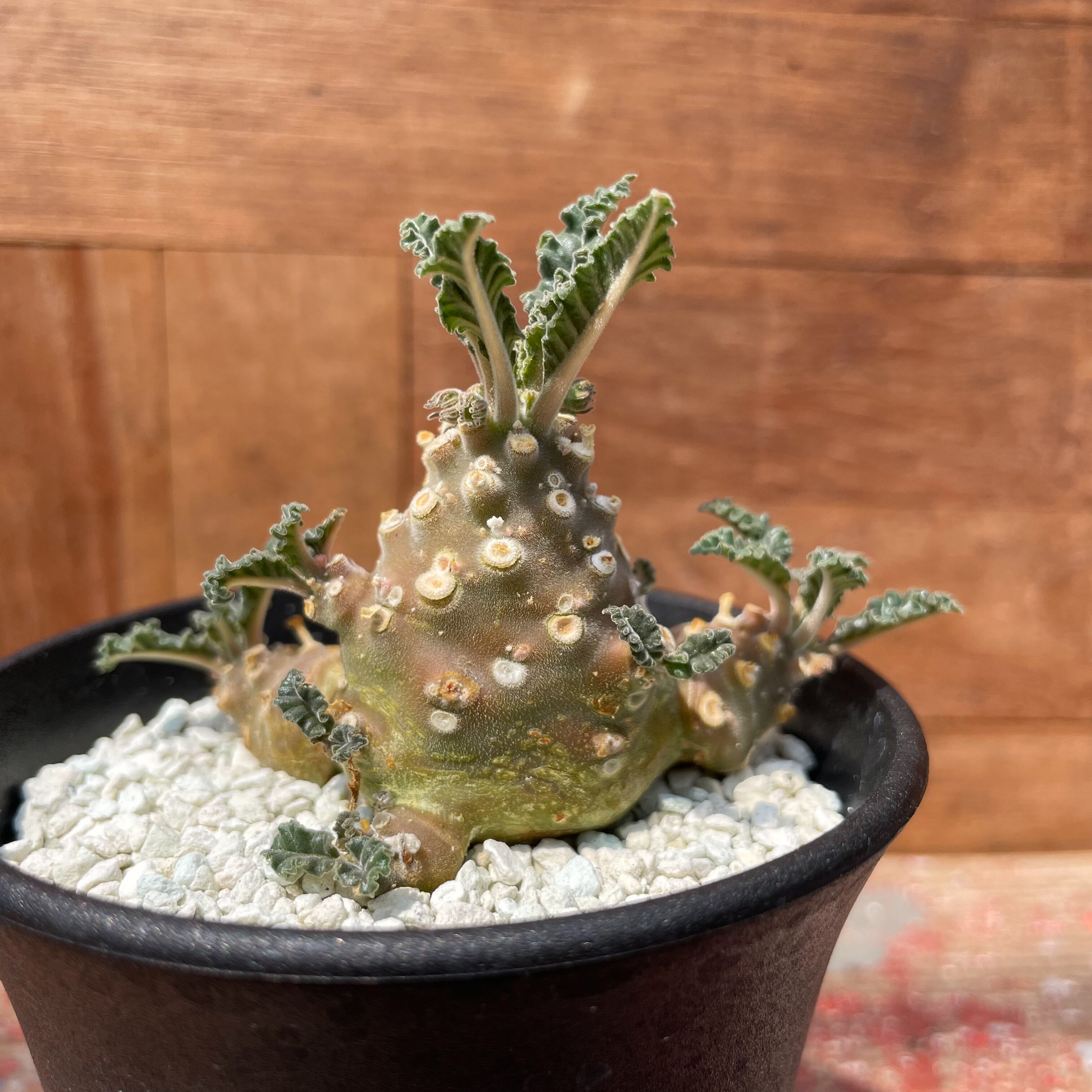 Dorstenia lavrani【ドルステニア・ラブラニー・実生】 | RIMO'S GREEN