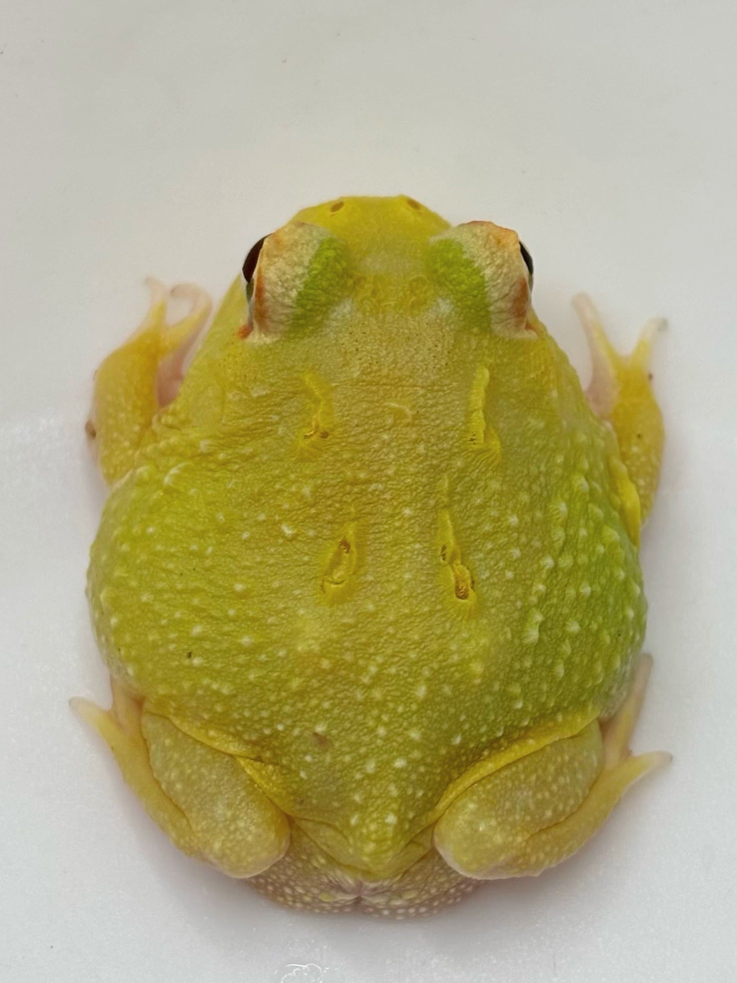 送料無料:クランウェルツノガエル(ピカチュウ)5cm※説明欄必読 クランウェルツノガエル スーパーピカチュウ① 1匹 | まるころ商店