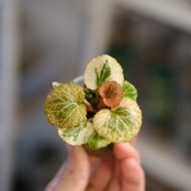 Saxifraga stolonifera Tricolor｜別名：ストロベリー ベゴニア②｜観葉植物