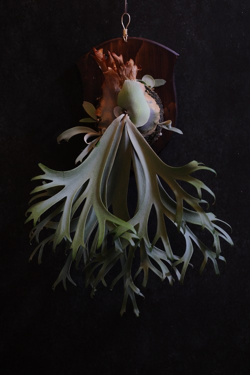 Willinckii "Anne" Pups