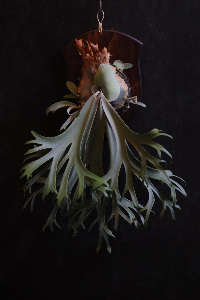 【Order Made】 R.P.B. Mサイズ　Poplar × Ocean Blue