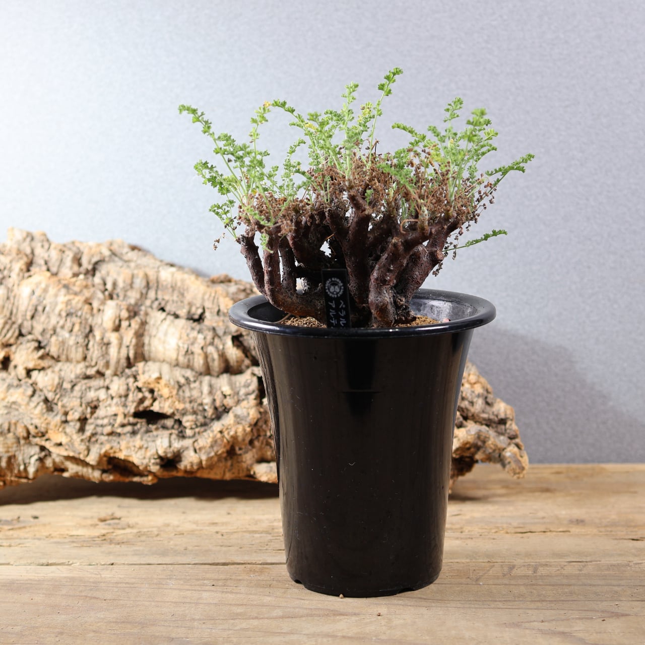 現品］ザミア フロリダーナ 7号 蘇轍 観葉植物 室内 レア 細葉