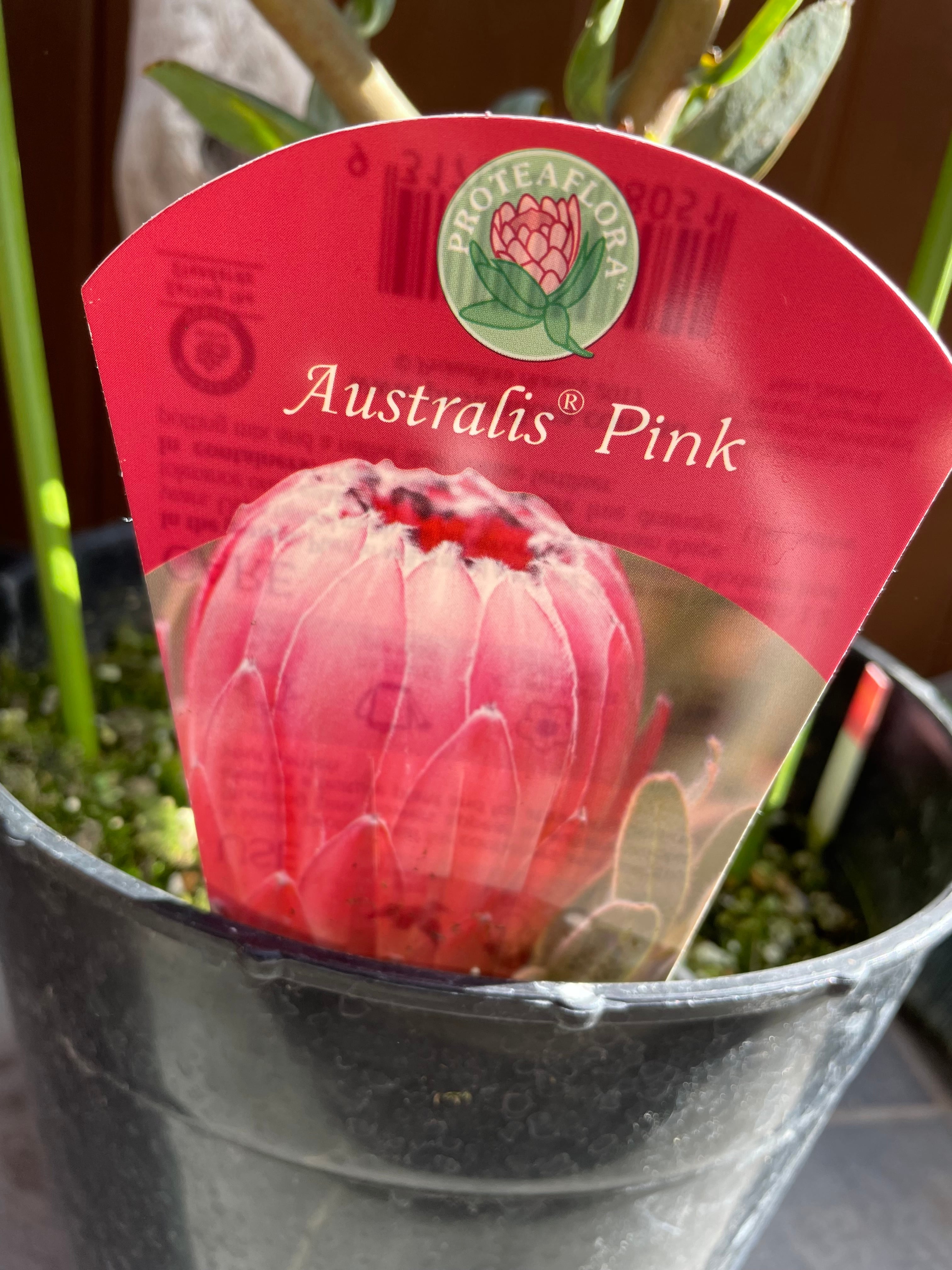 プロテア オーストラリスピンク【1F】 | 沼ノ上農園