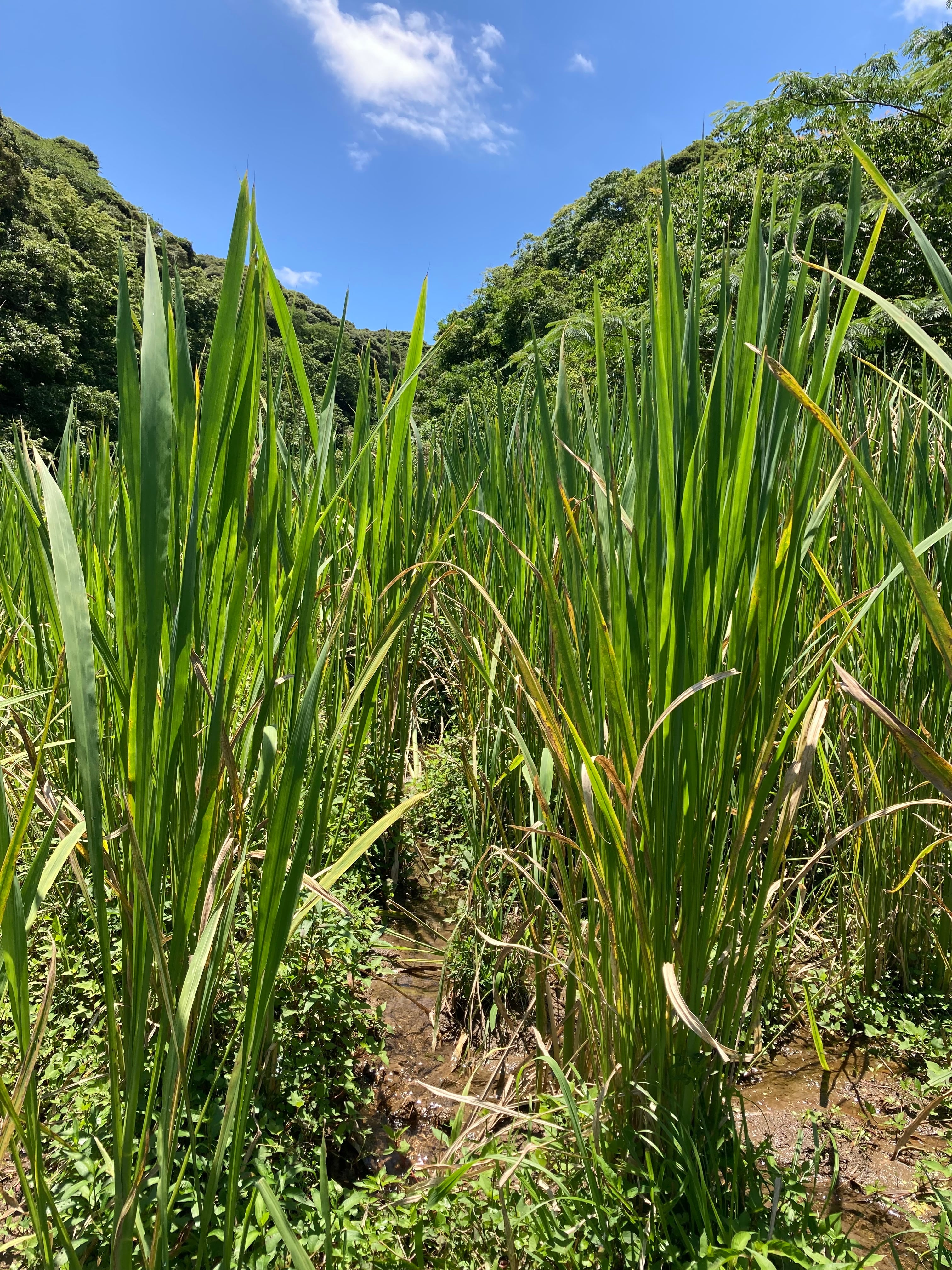 マコモ生葉 約270g | つぶつぶ亭