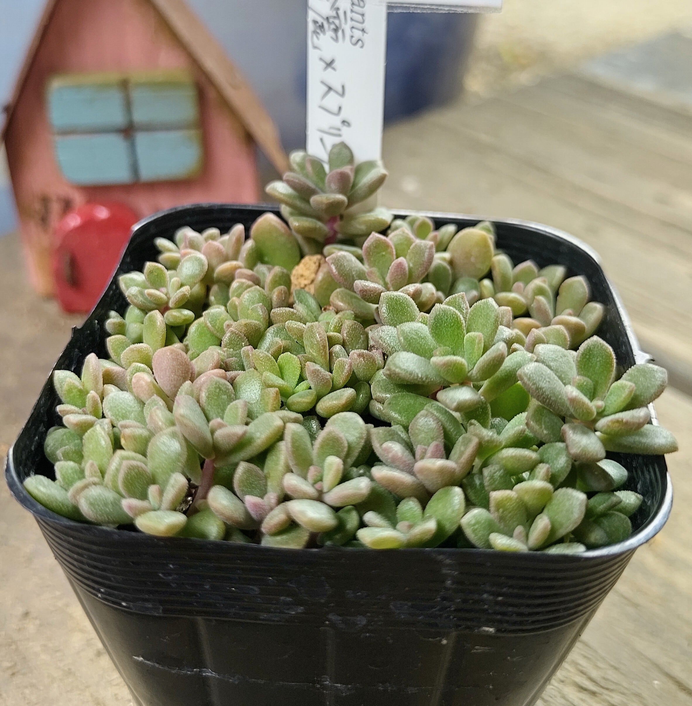 多肉植物　小桃　スプリングワンダー×だるま姫秀麗　6カット だるま姫秀麗xスプリングワンダー | RuPo 多肉植物専門店