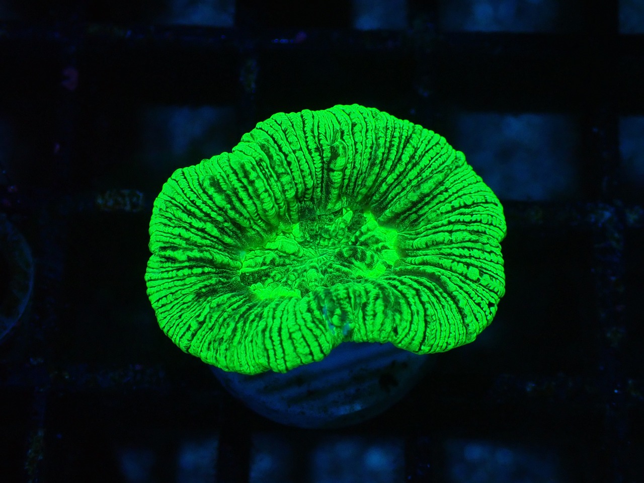 Trachyphyllia geoffroyi "Neon Stripes" 3