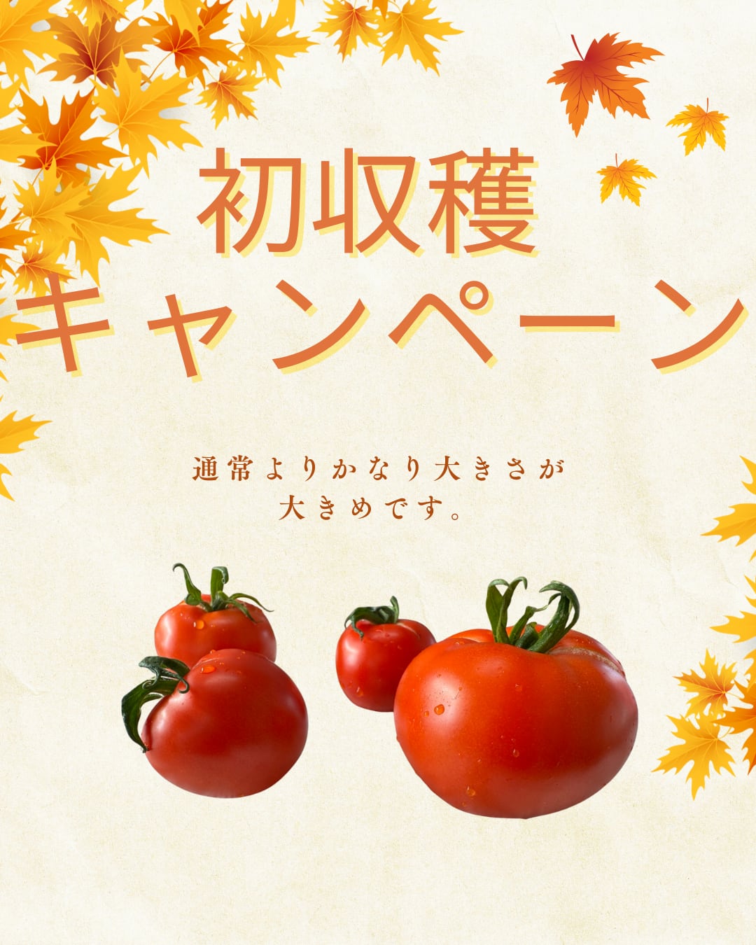 初収穫キャンペーン 1箱【送料別途】ララ・トマテーゼ フルーツトマト 1kgお徳用BOX