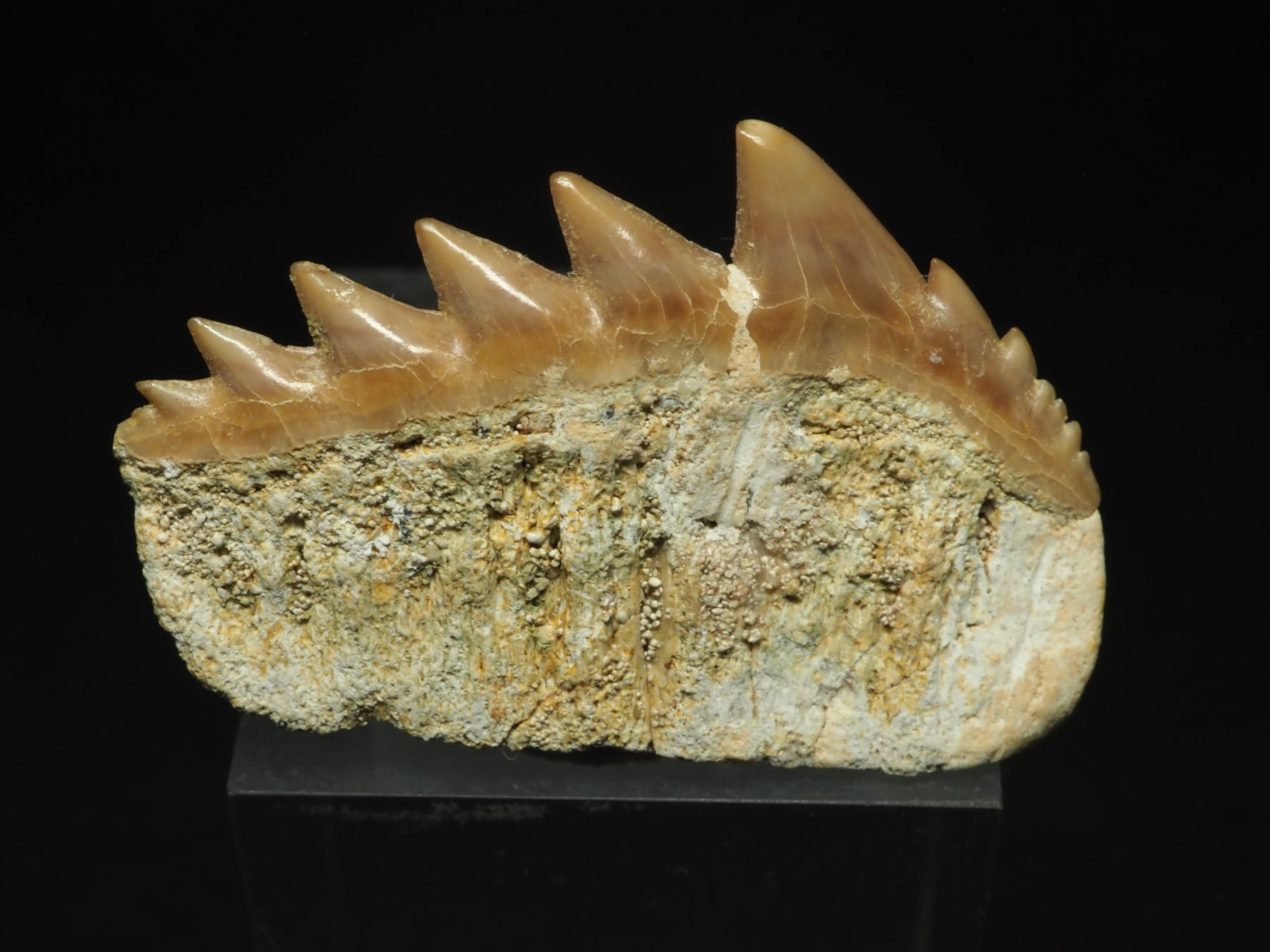 貝の化石6個サメの歯の化石１個まとめ売り 貝の化石6個サメの歯の化石1個まとめ売り