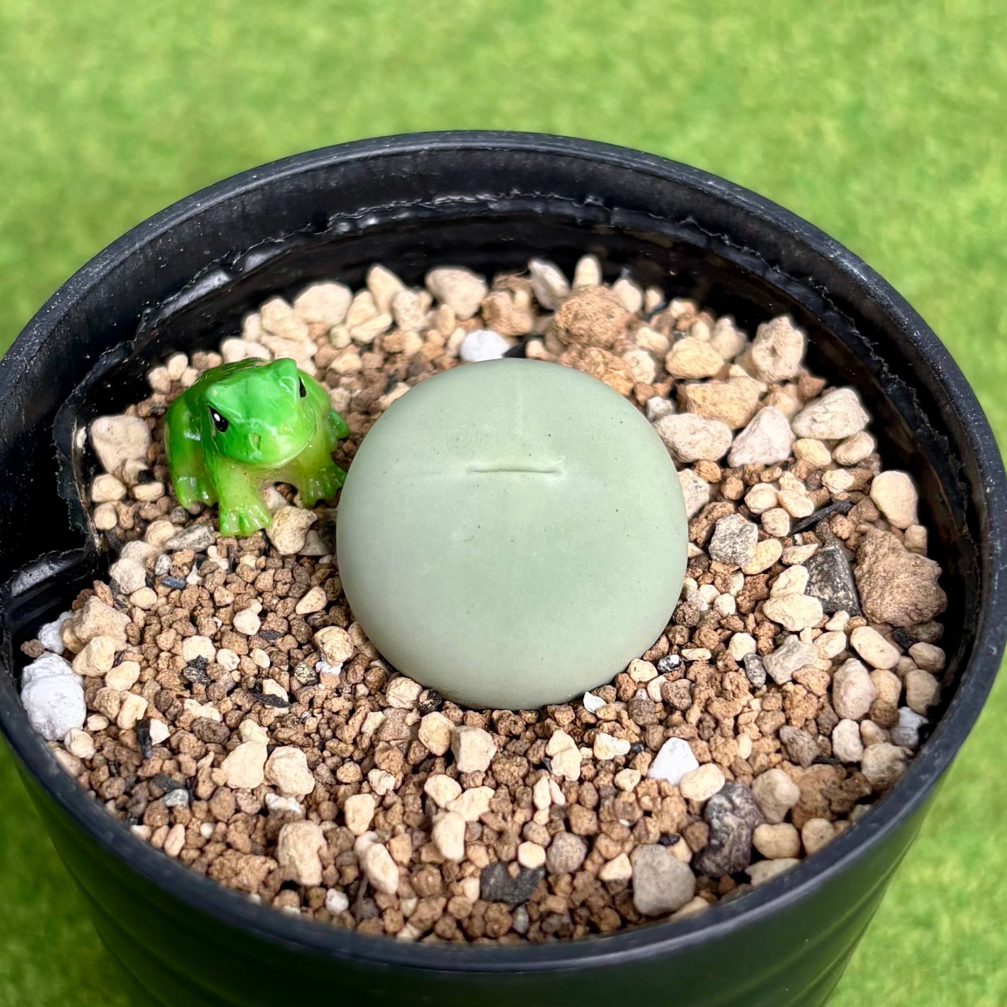 パキポディウム　グラキリス　現地球　ベアルート パキポディウム グラキリス 現地球 ベアルート (発根済み) 塊根植物