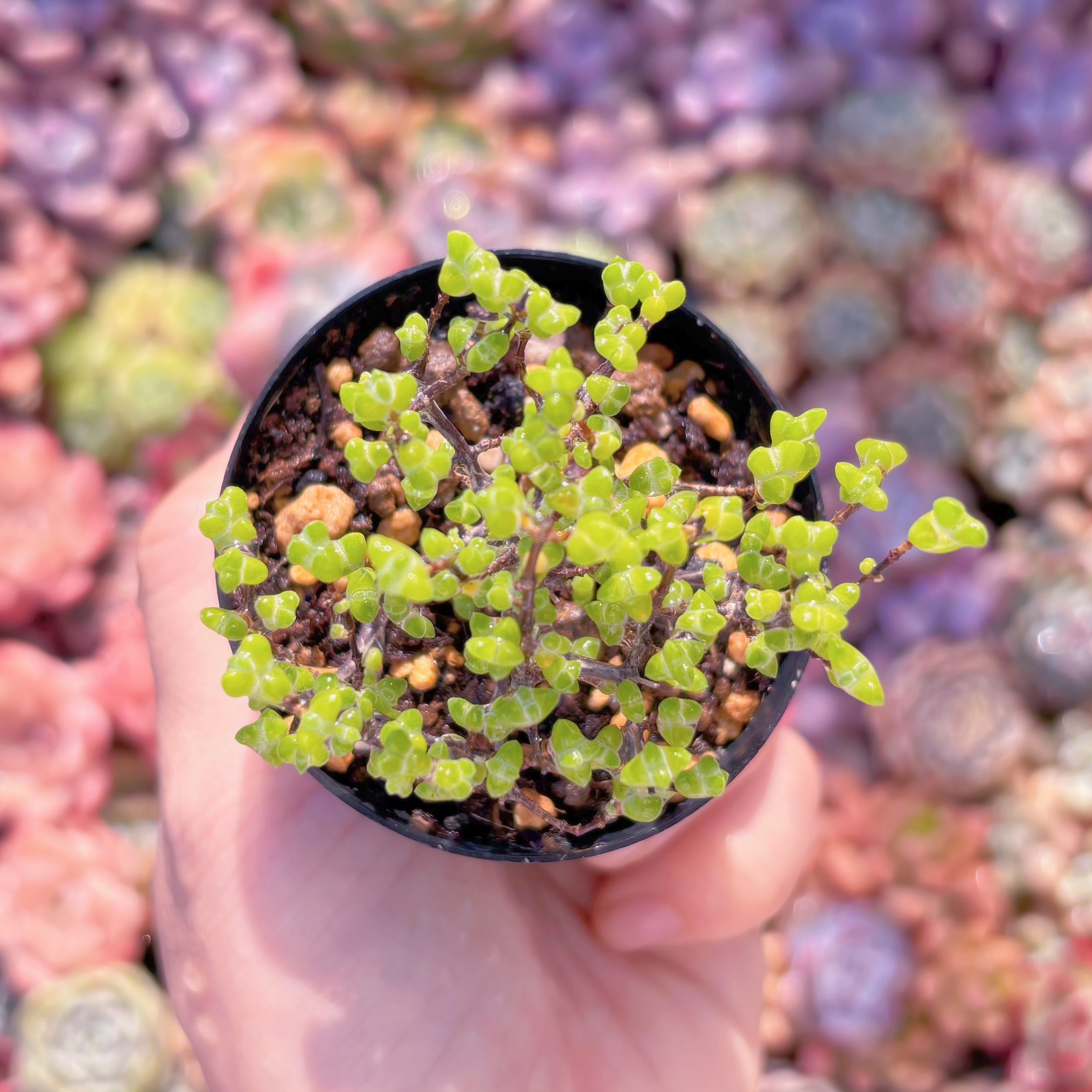 多肉植物　ドロサン月曲枝干　新入荷　るる農園