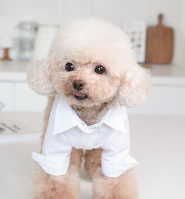 《予約》1102455 シンプルシャツ