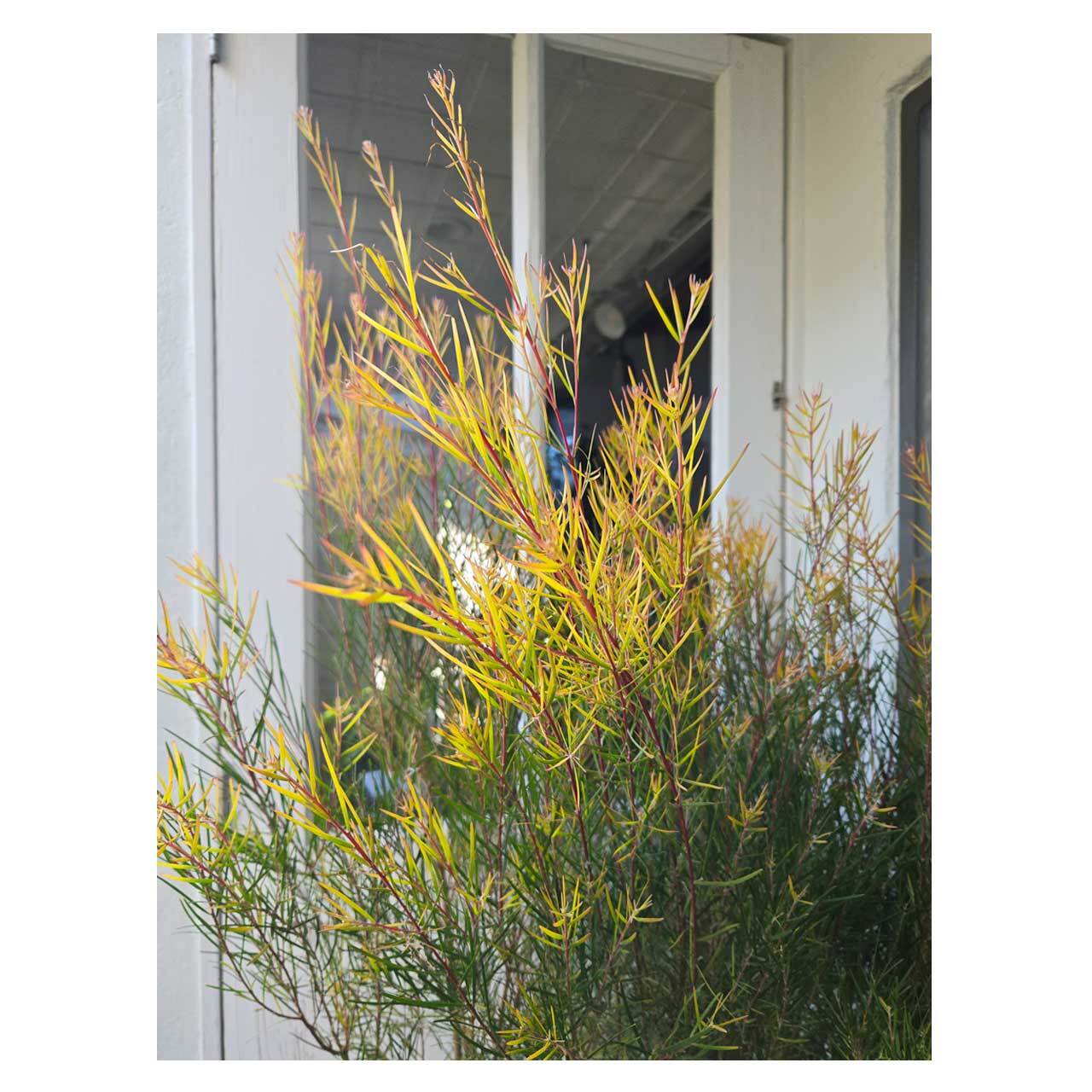 Acacia Phoenix Gold | Seeding