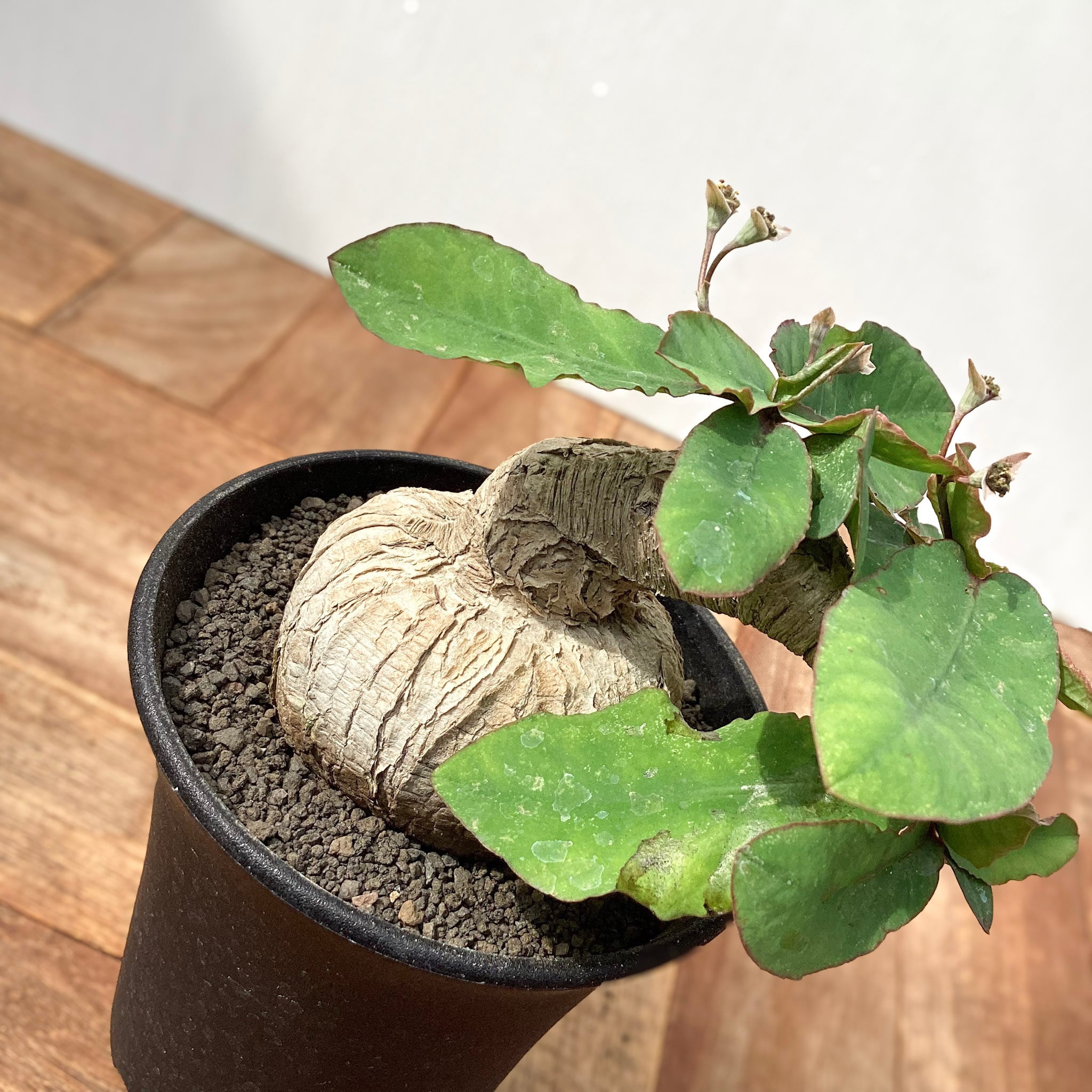 Euphorbia sp.ranohira【ユーフォルビア・ラノヒラ】 | RIMO'S GREEN